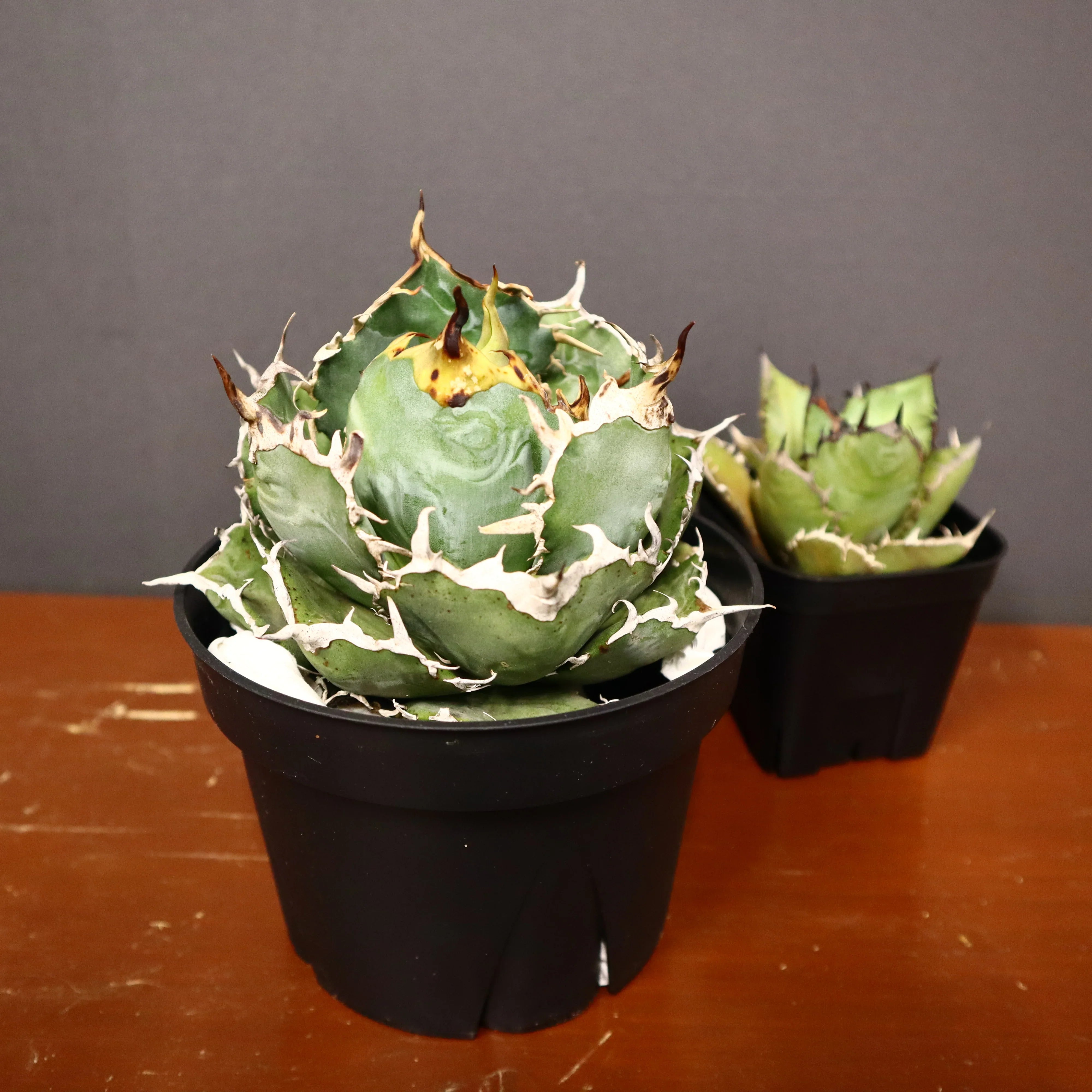 アガベ – TaiShoDo ONLINE SHOP アガベ – TaiShoDo ONLINE SHOP