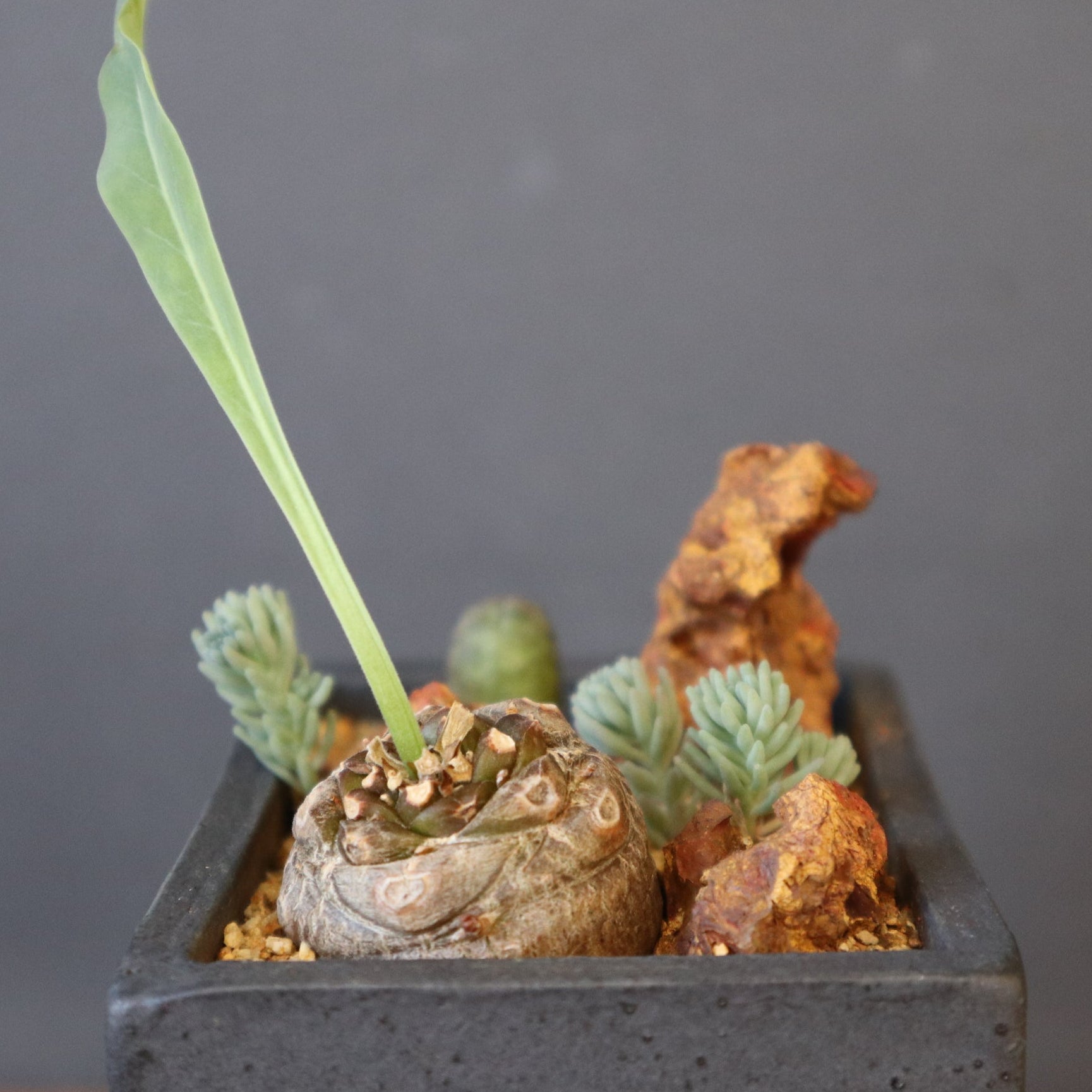 ユーフォルビア – TaiShoDo ONLINE SHOP