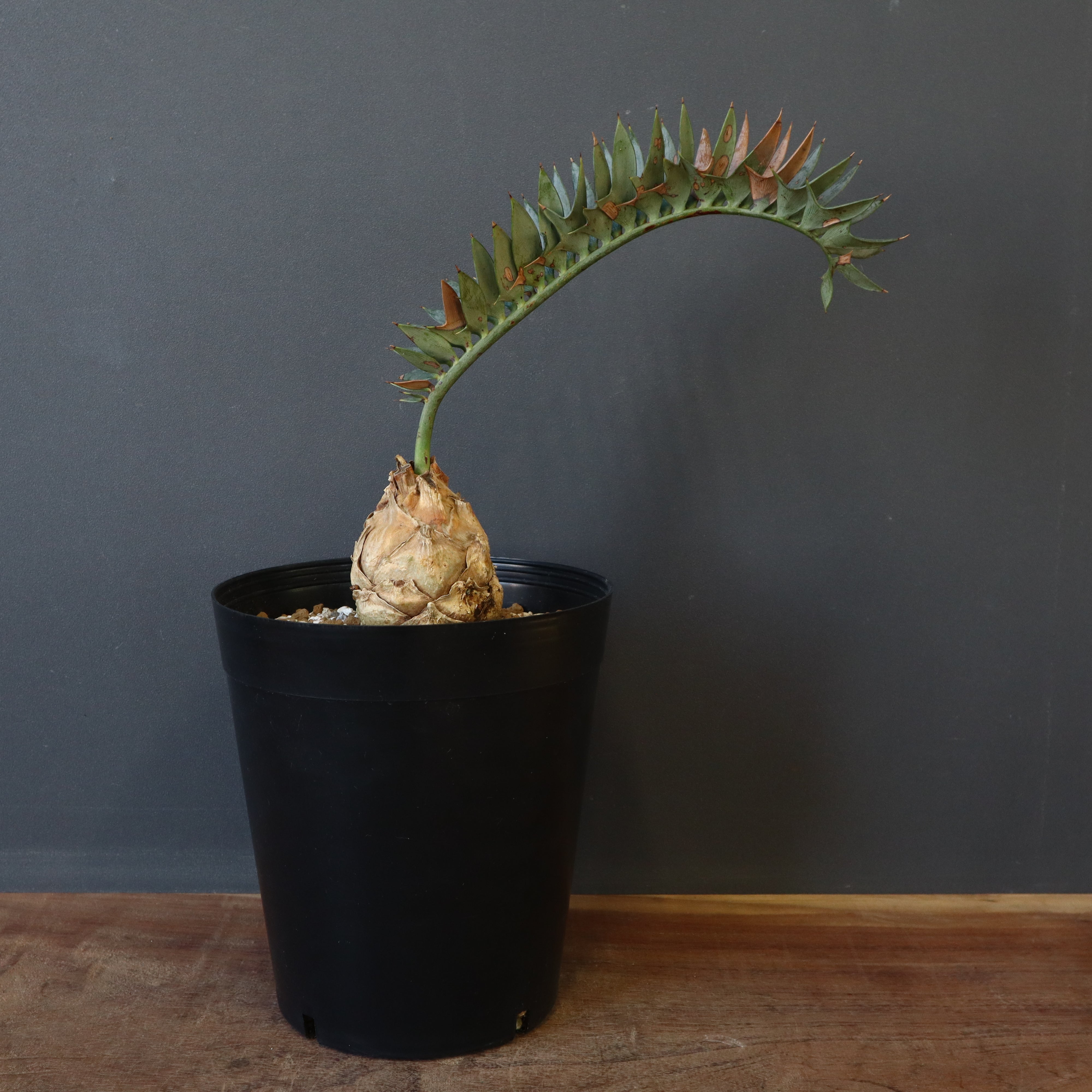 IMG_0169_25776f4b-b62b-4c0a-