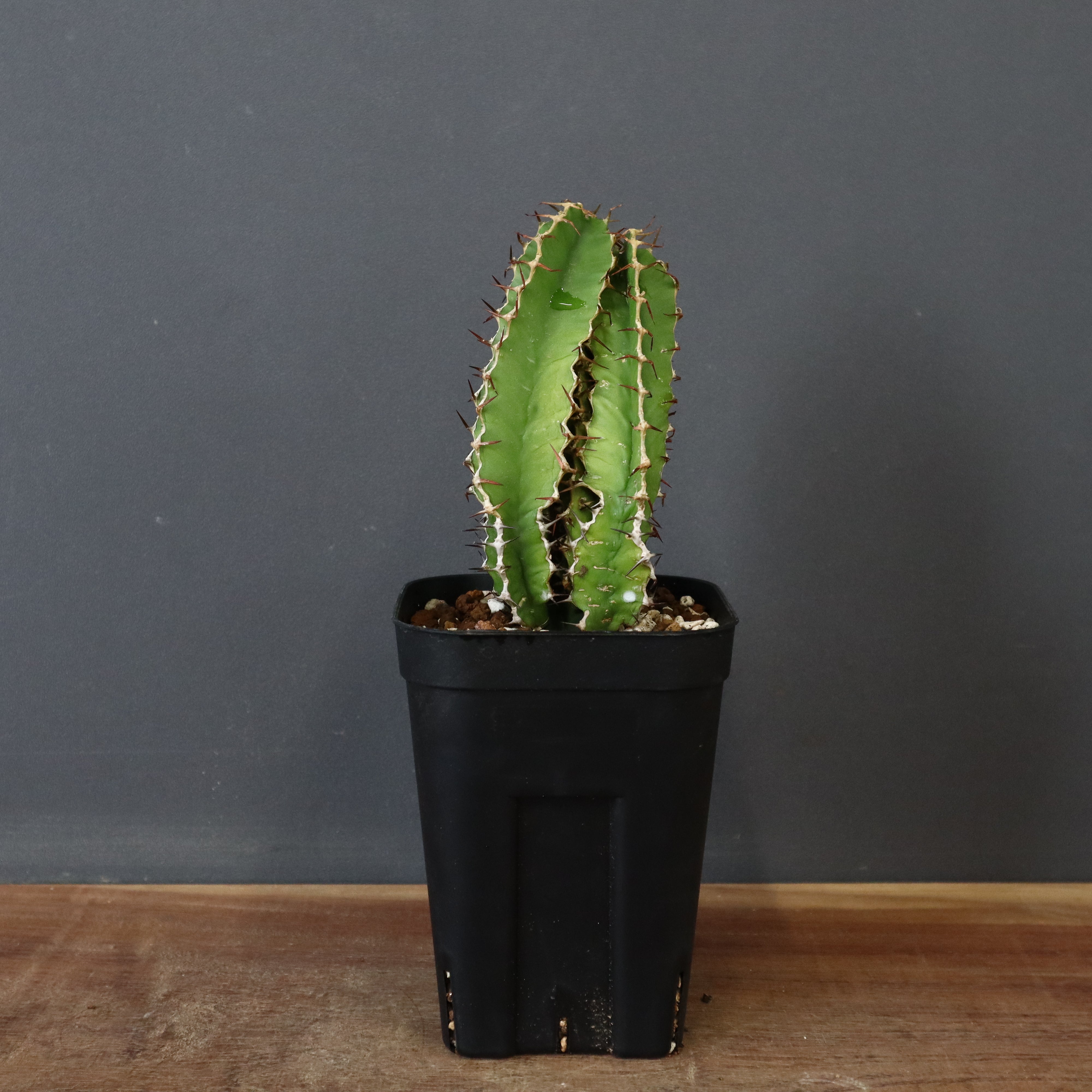 【塊根植物】ムランジーナ （実生） 現品限り】ユーフォルビア・ムランジーナ 実生【T39】 Euphorbia