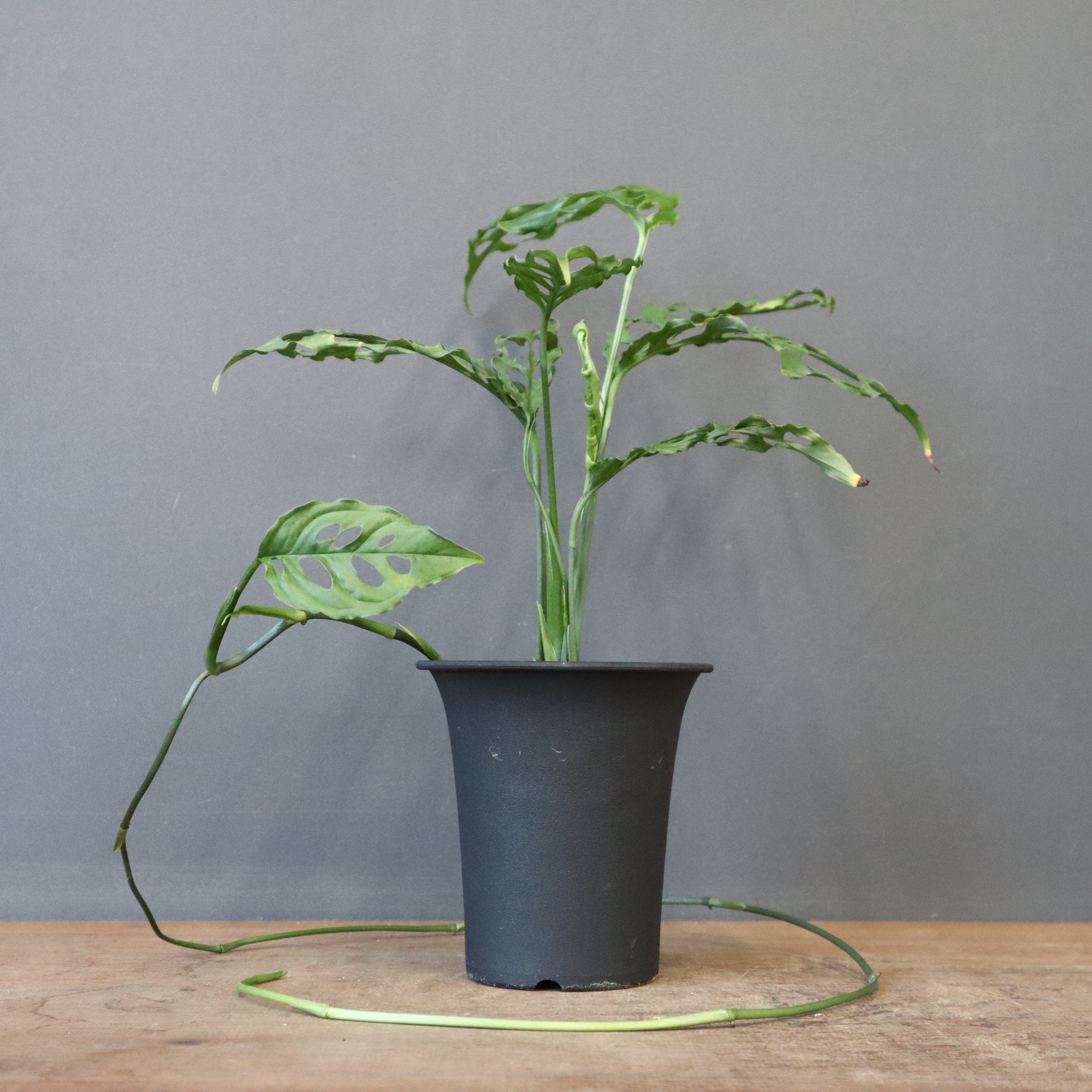 アロイド – TaiShoDo ONLINE SHOP