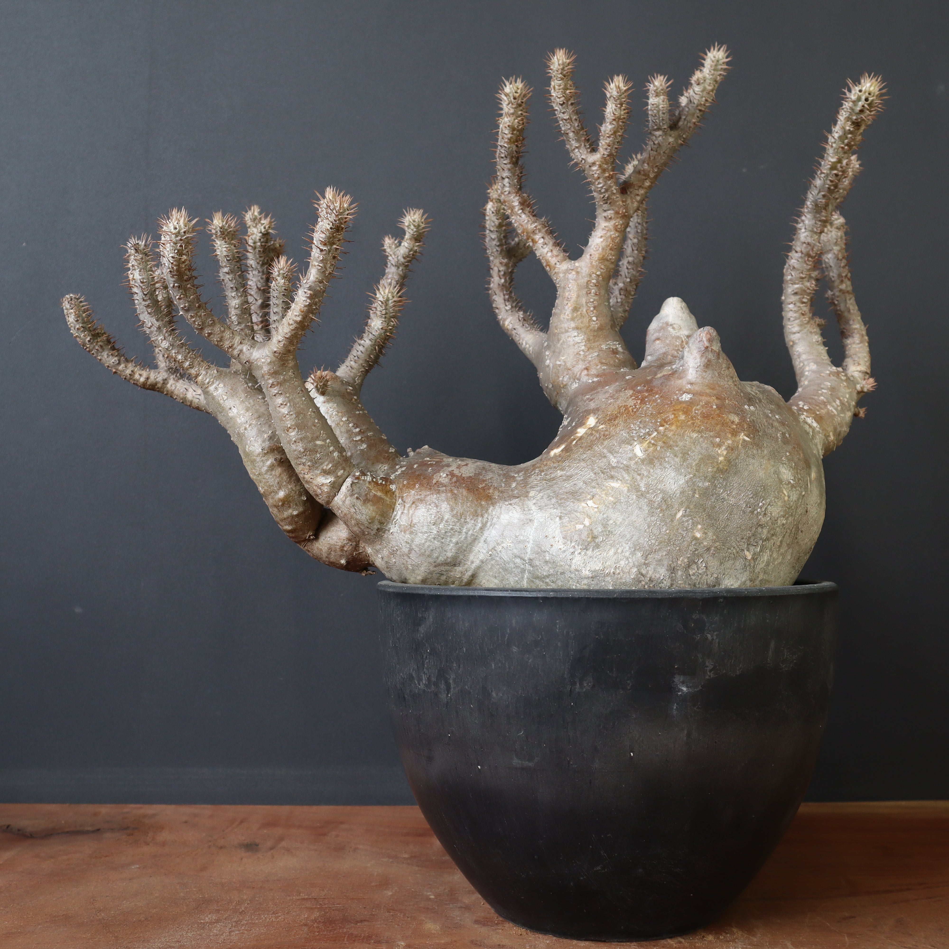 P.グラキリス 1236 – TaiShoDo ONLINE SHOP