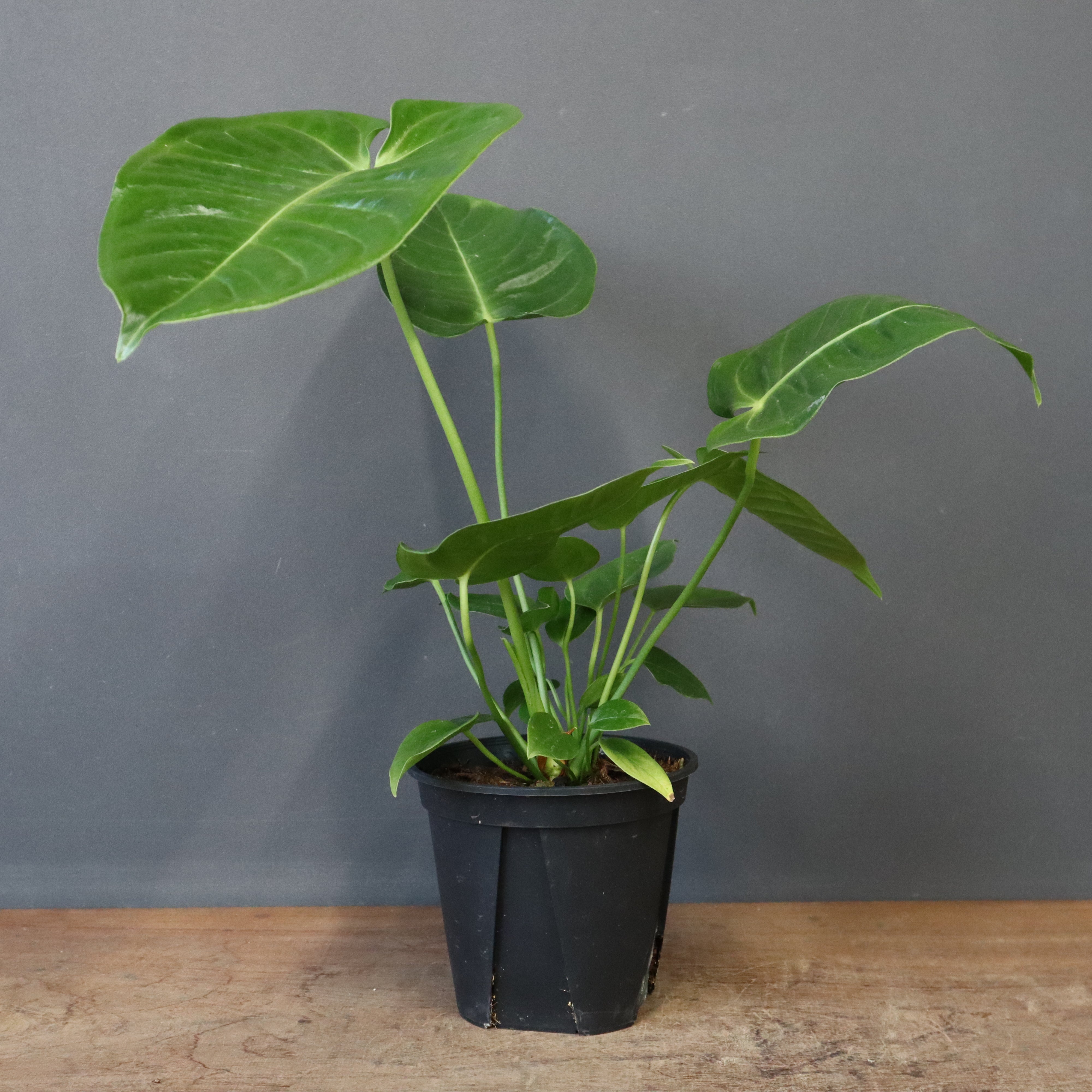 アンスリウム・ビーチーベイチーヴィーチ EC1178 – TaiShoDo ONLINE SHOP