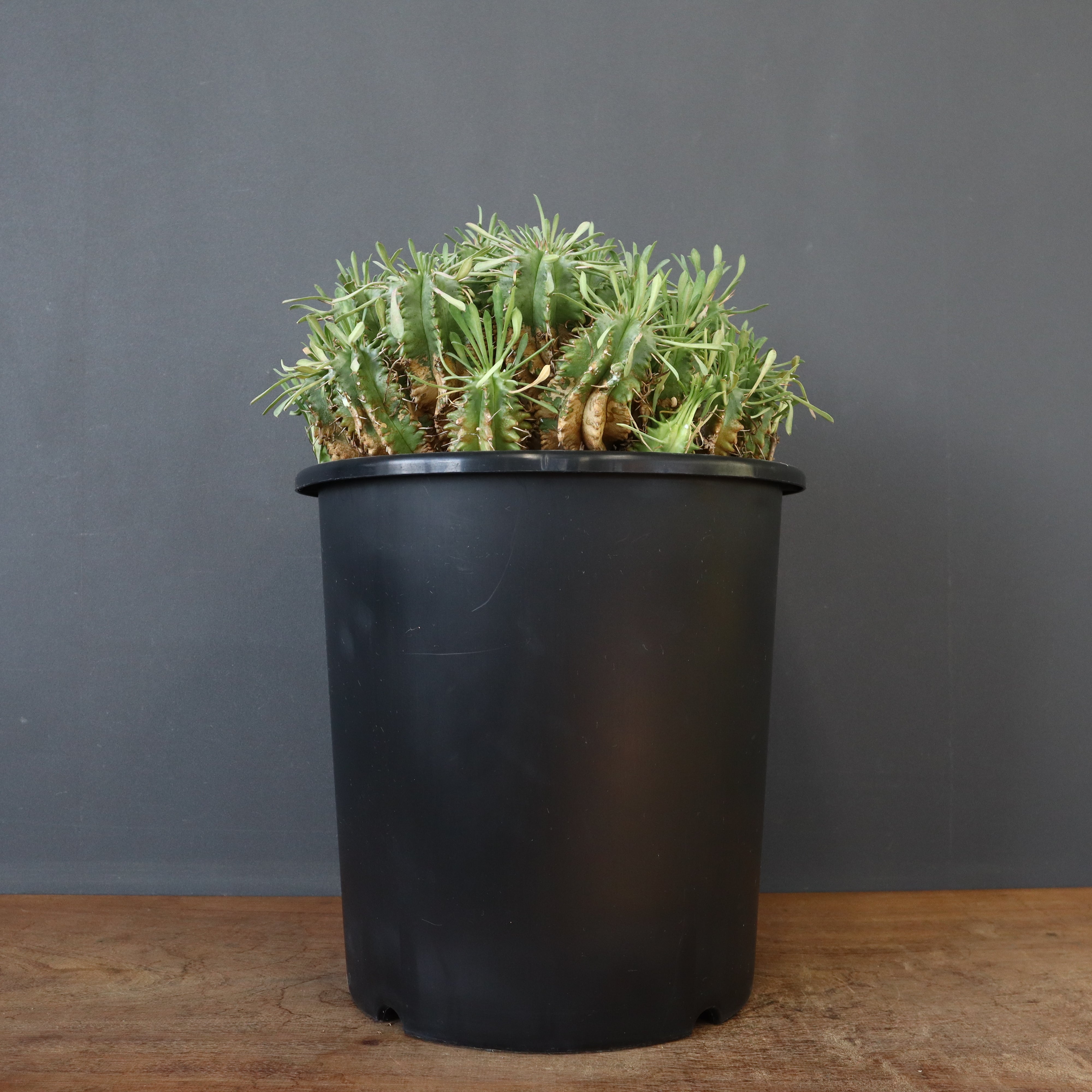 ユーフォルビア – TaiShoDo ONLINE SHOP