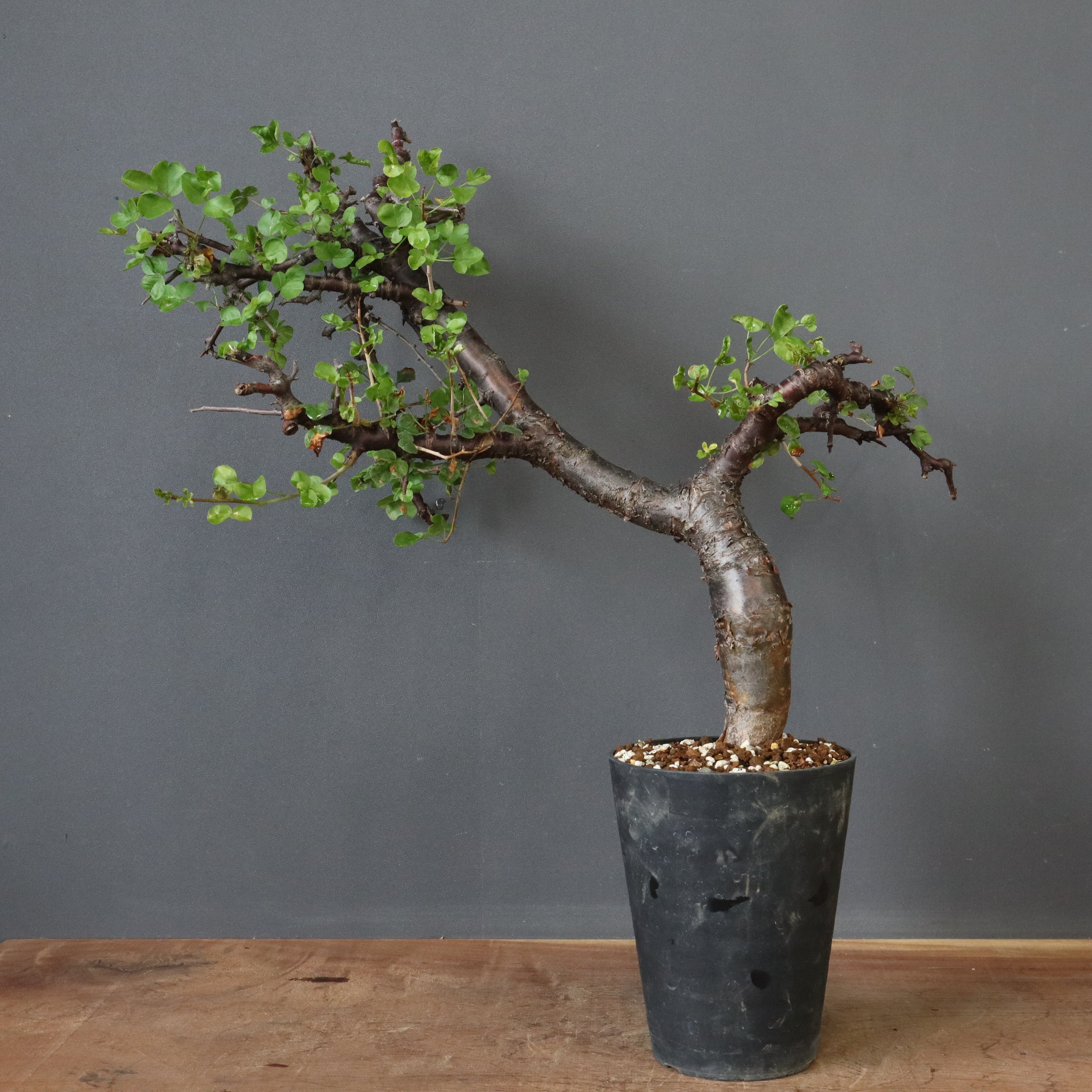 C.ボラネンシス 20 – TaiShoDo ONLINE SHOP