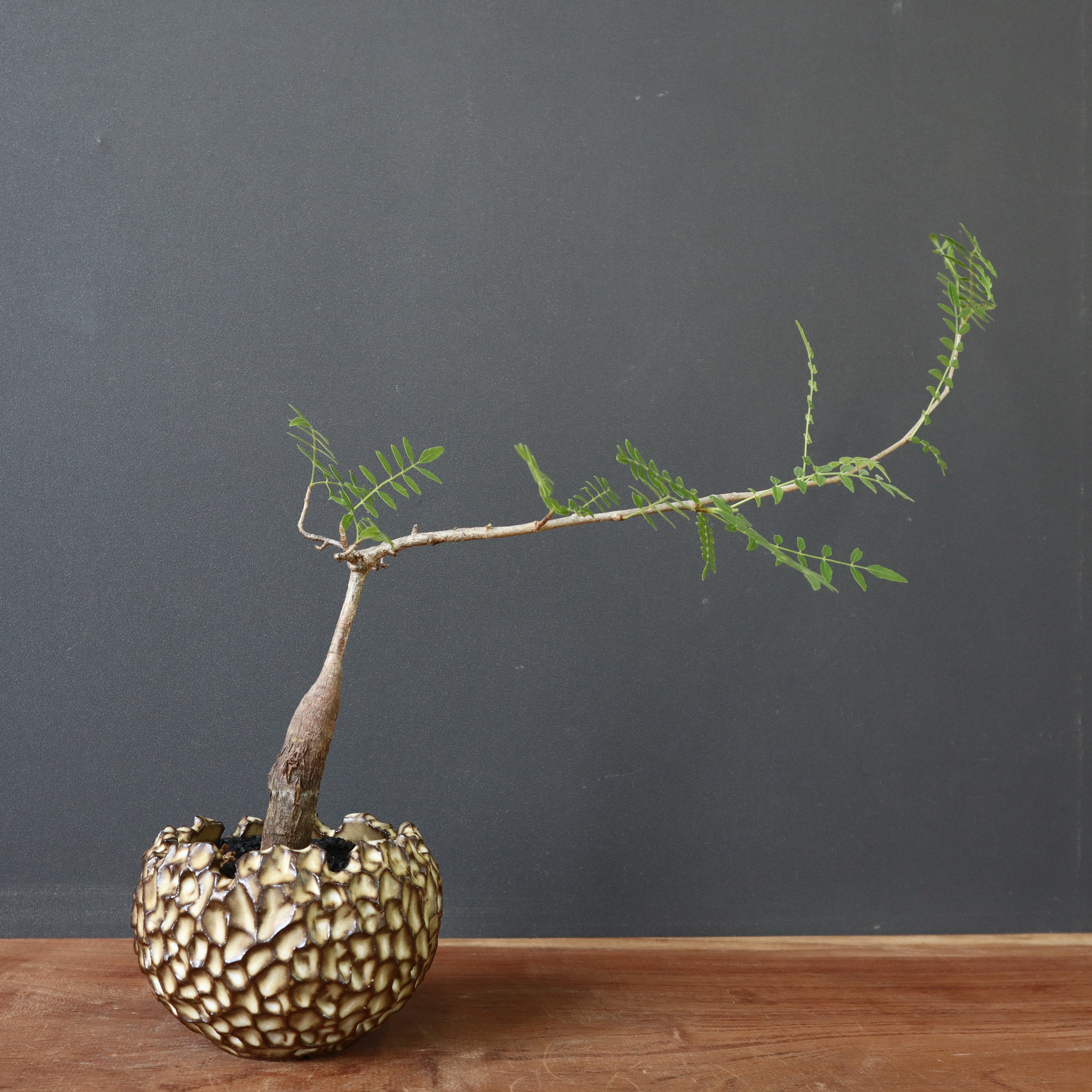 商品 – 44ページ目 – TaiShoDo ONLINE SHOP