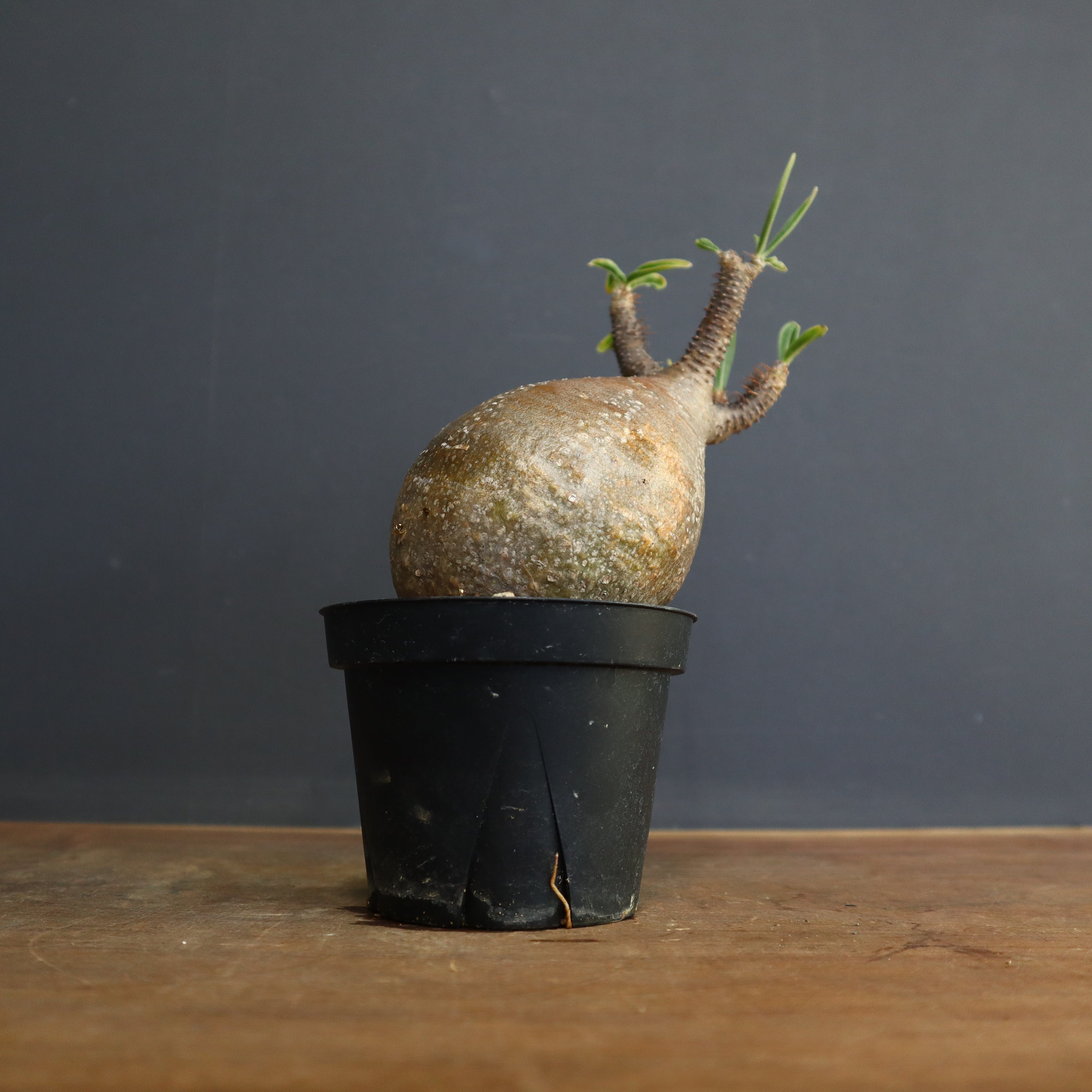 グラキリス専用です P.グラキリス E28 – TaiShoDo ONLINE SHOP