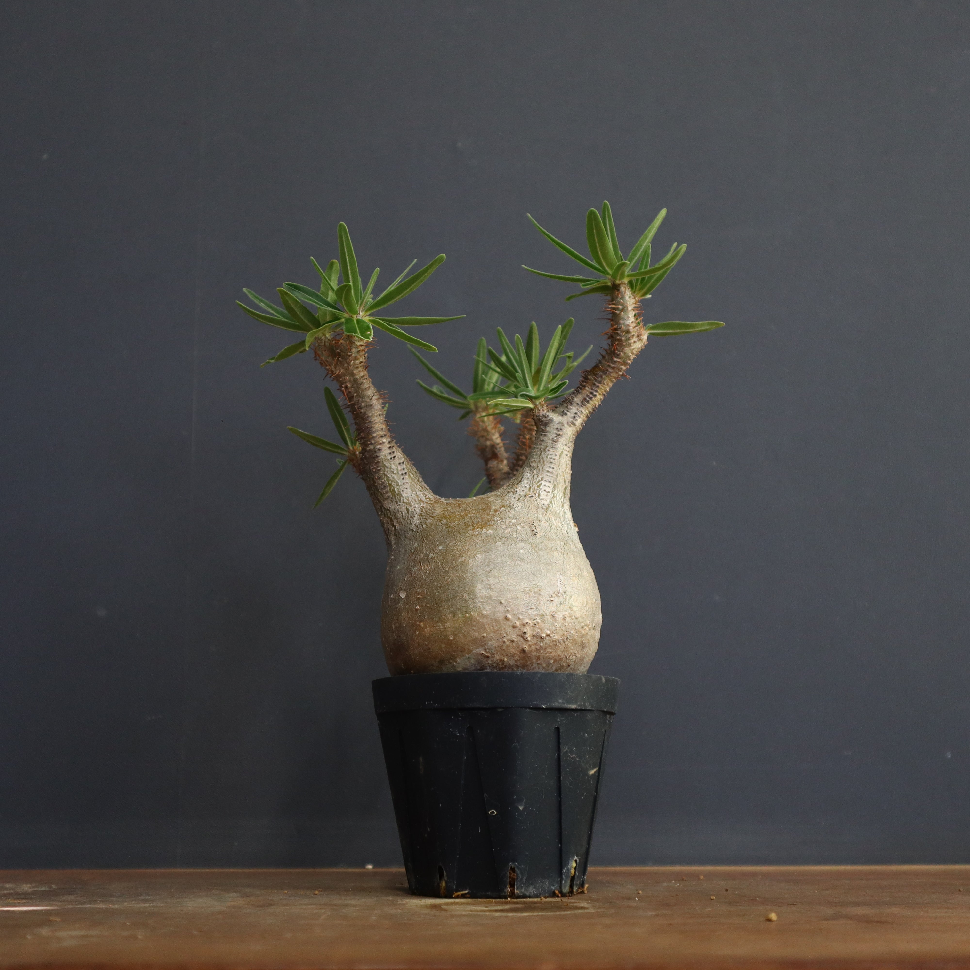 P.グラキリス E33 – TaiShoDo ONLINE SHOP