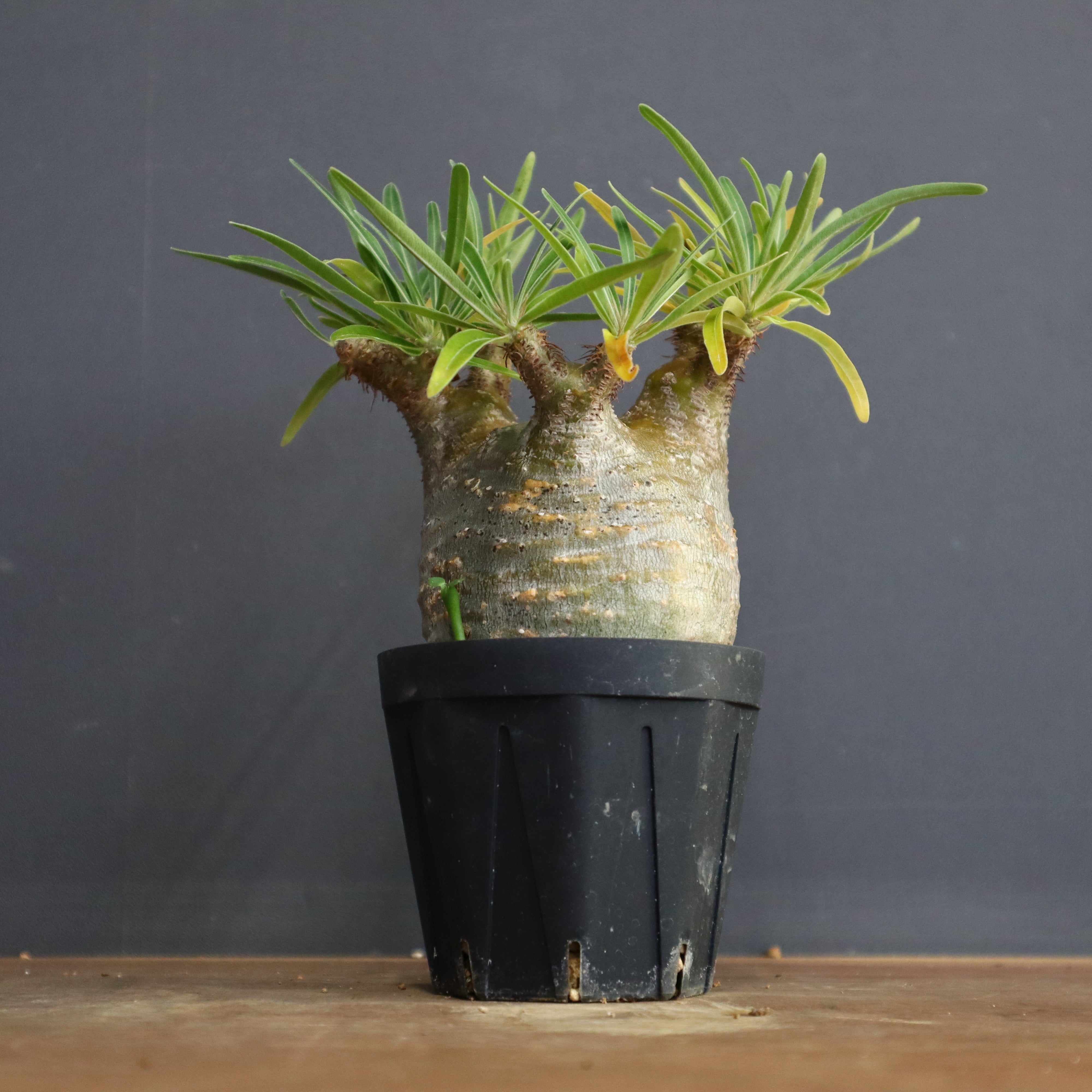 P.グラキリス 1204 – TaiShoDo ONLINE SHOP