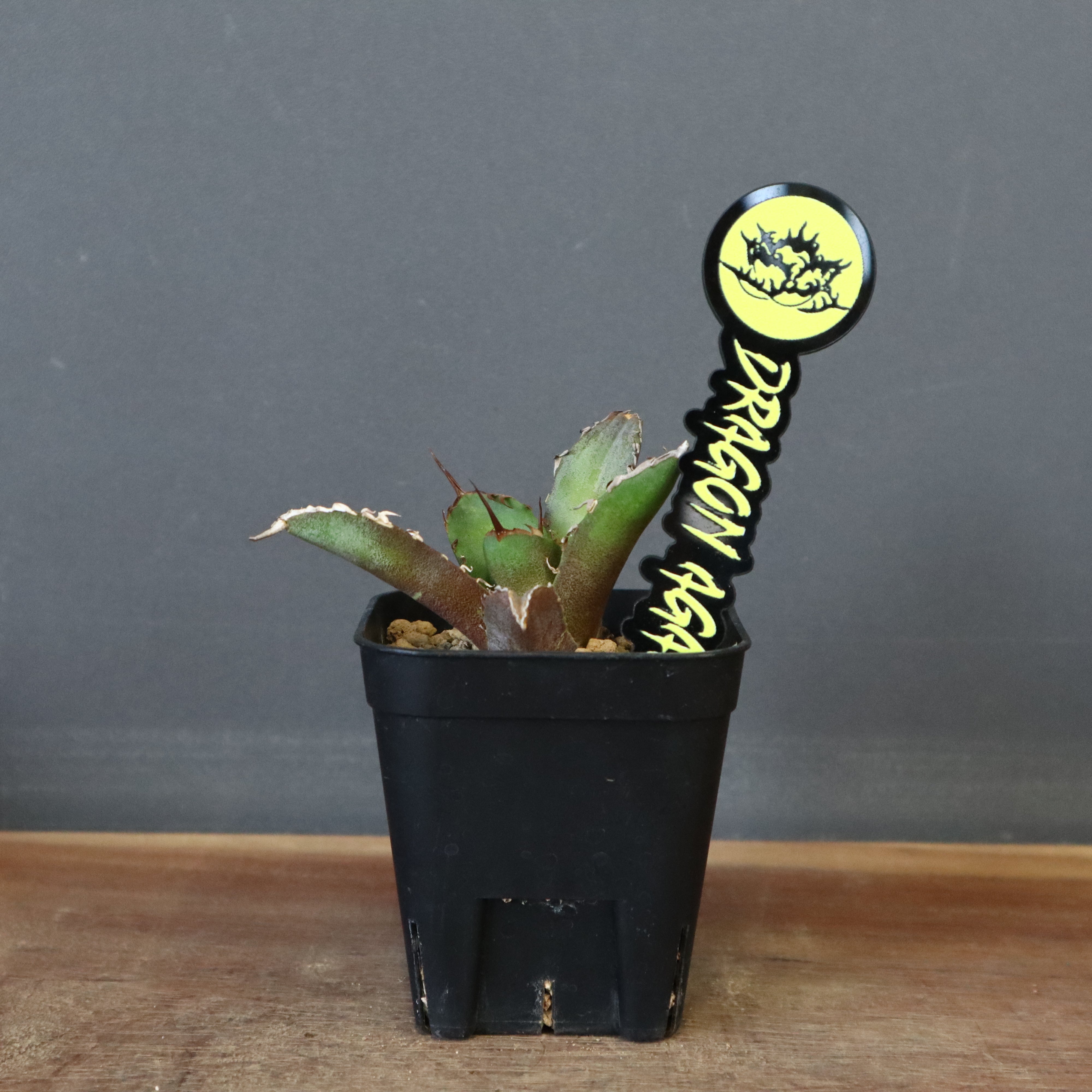 DRAGON AGAVE】アガベ 黒犀牛 EC13 – TaiShoDo ONLINE SHOP