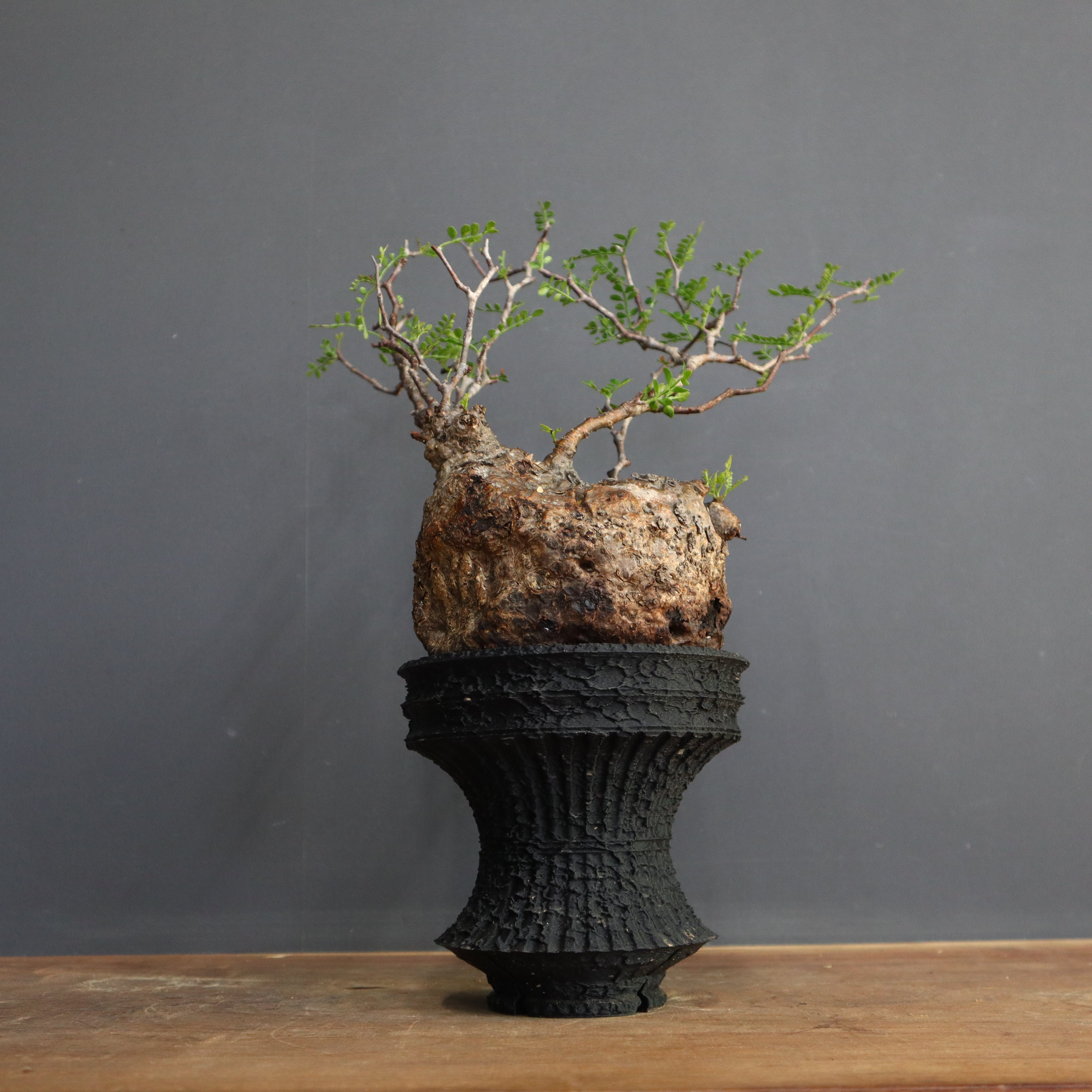 オペルクリカリア・パキプス – TaiShoDo ONLINE SHOP