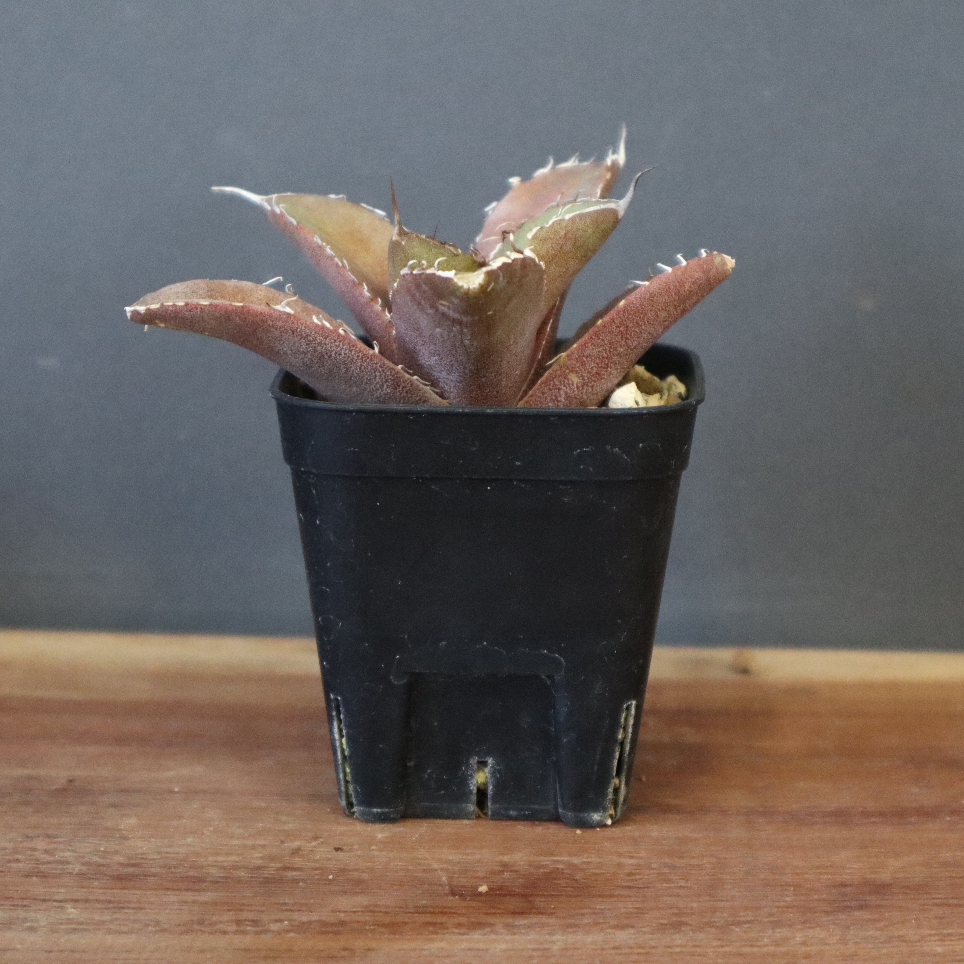 アガベ　こばりょう Stano.Lab】アガベ ハイブリッド 吉祥冠 x 瀧雷 GL028 – Caudexsan