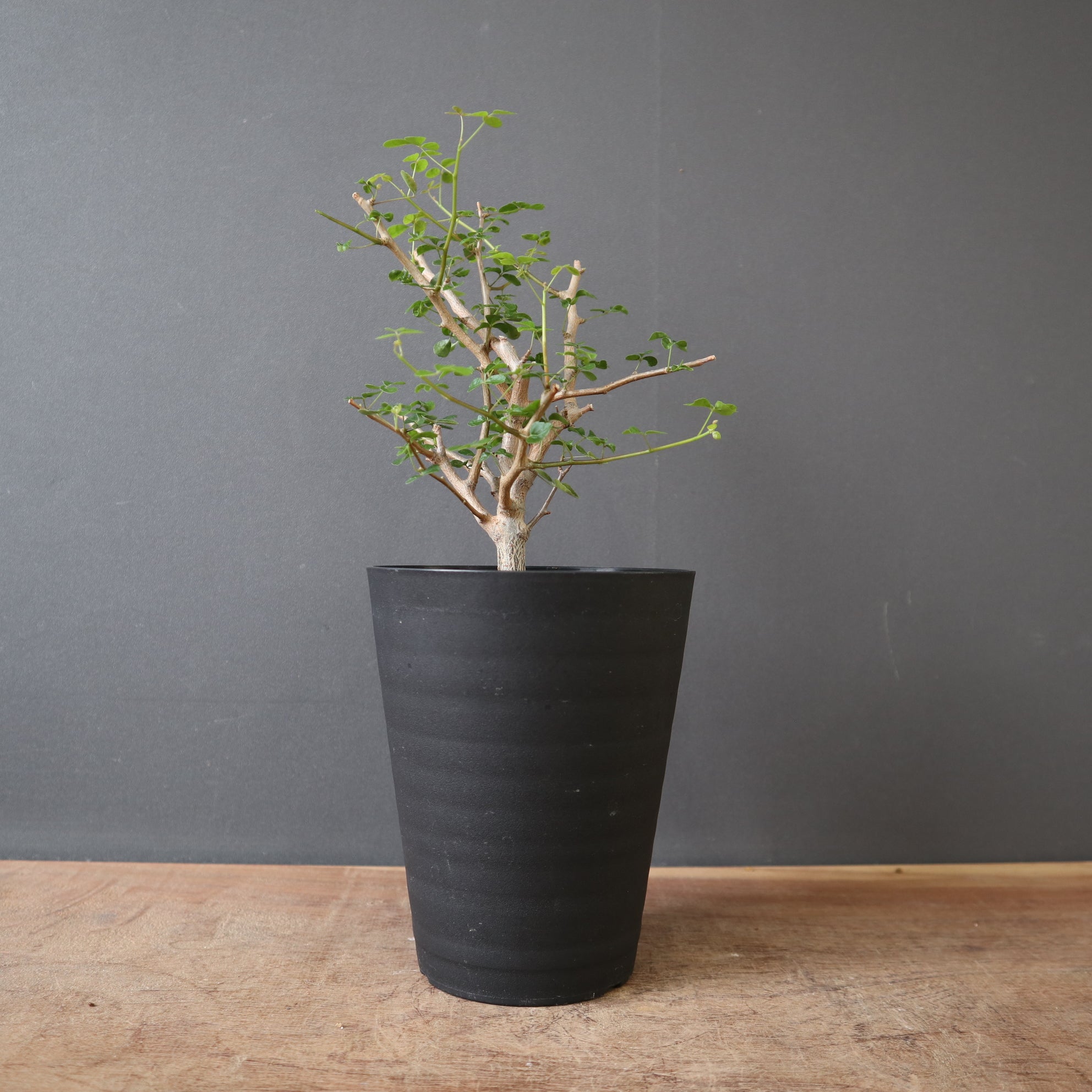 C.シヌアタ（実生） EC2573 – TaiShoDo ONLINE SHOP