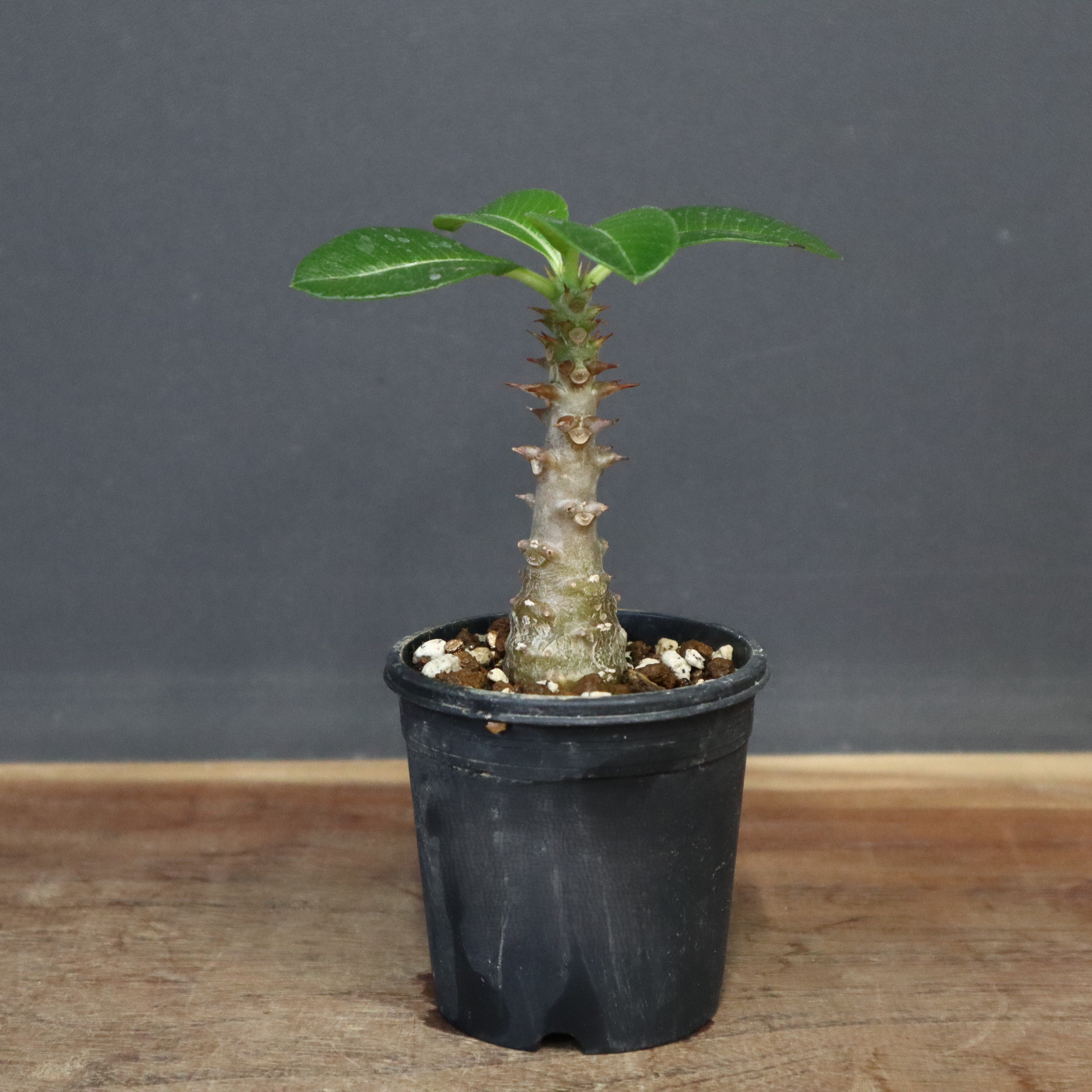 ウィンゾリー　実生 P.ウィンゾリー（実生）330 – TaiShoDo ONLINE SHOP