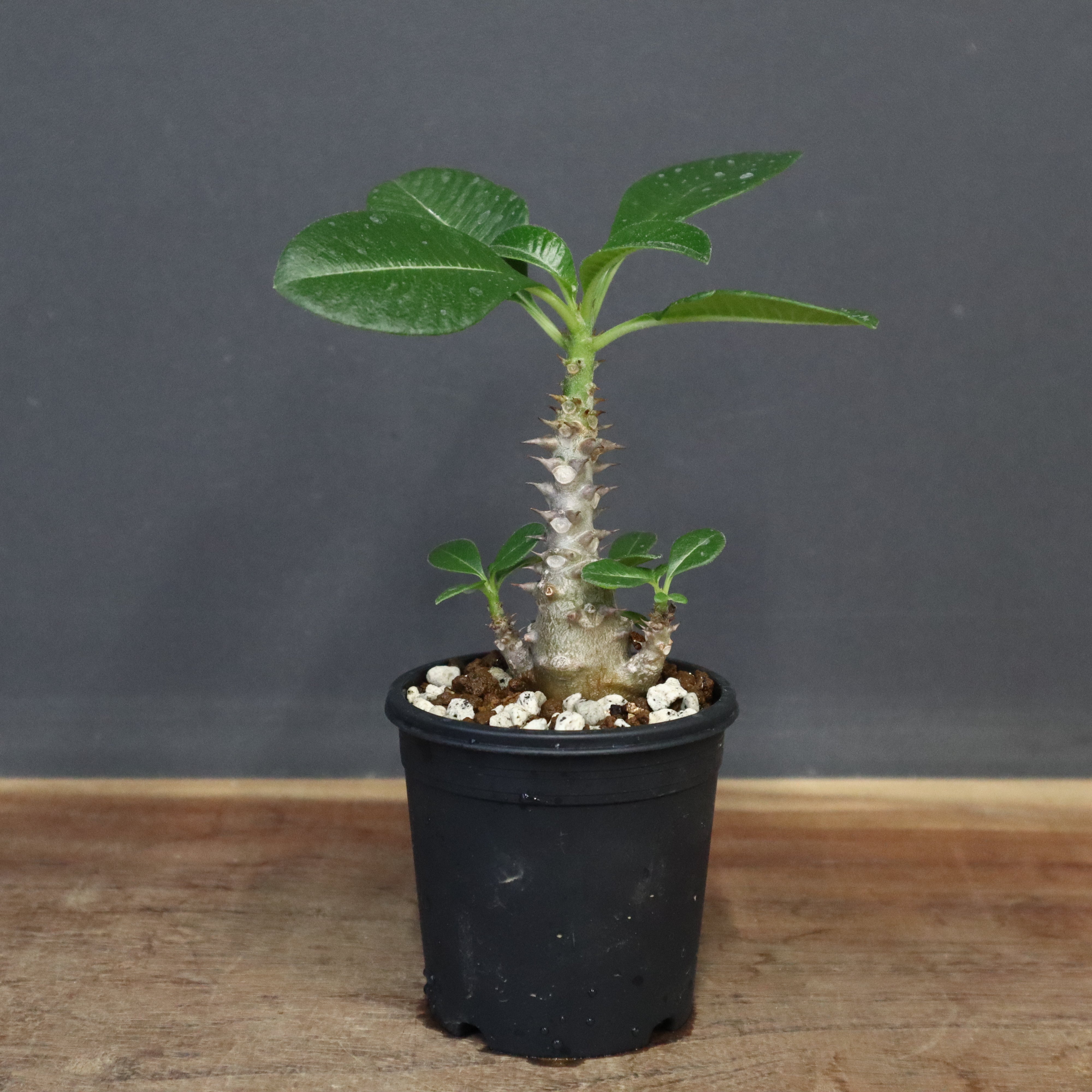 ウィンゾリー実生 P.ウィンゾリー（実生）184 – TaiShoDo ONLINE SHOP