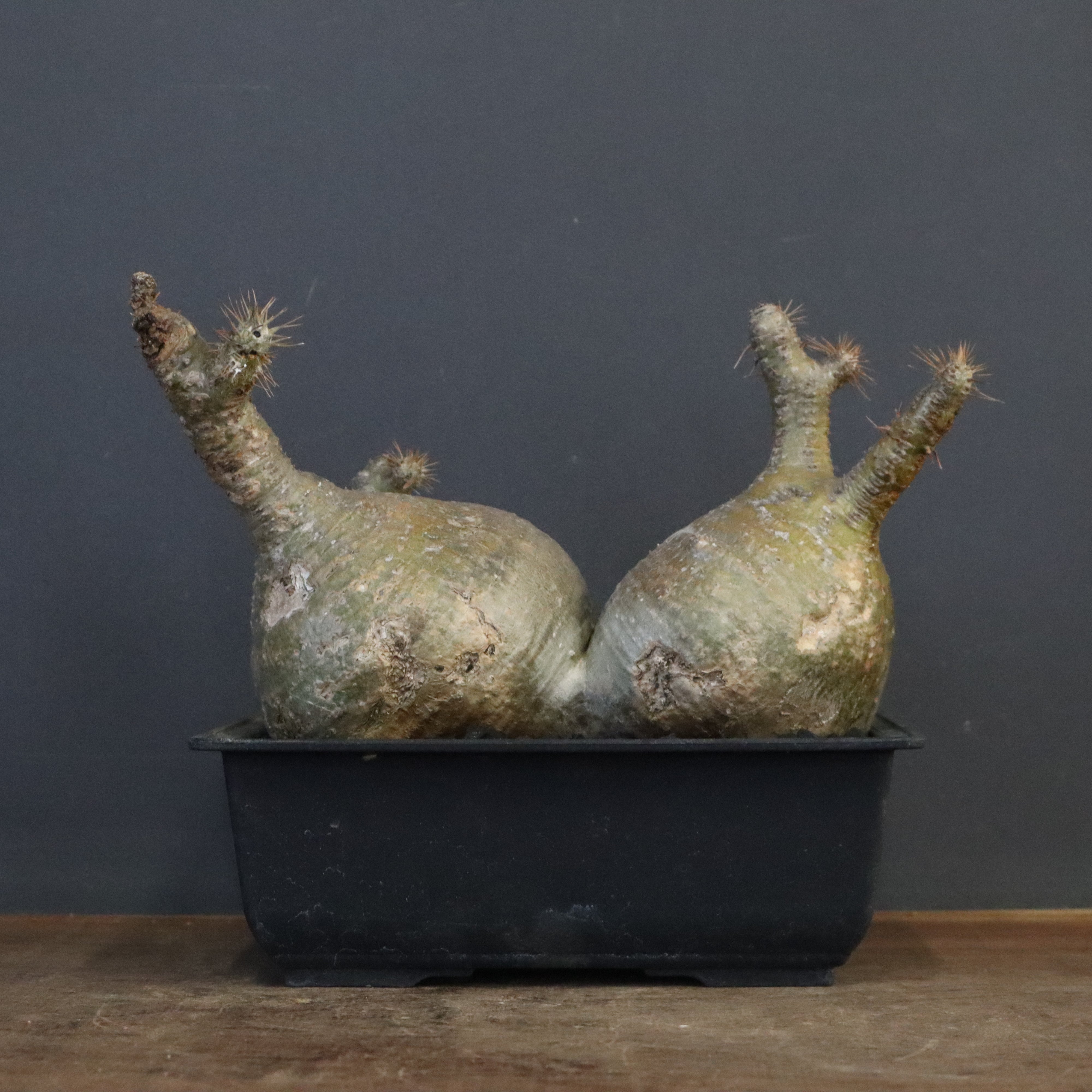 パキポディウム・グラキリス – 4ページ目 – TaiShoDo ONLINE SHOP