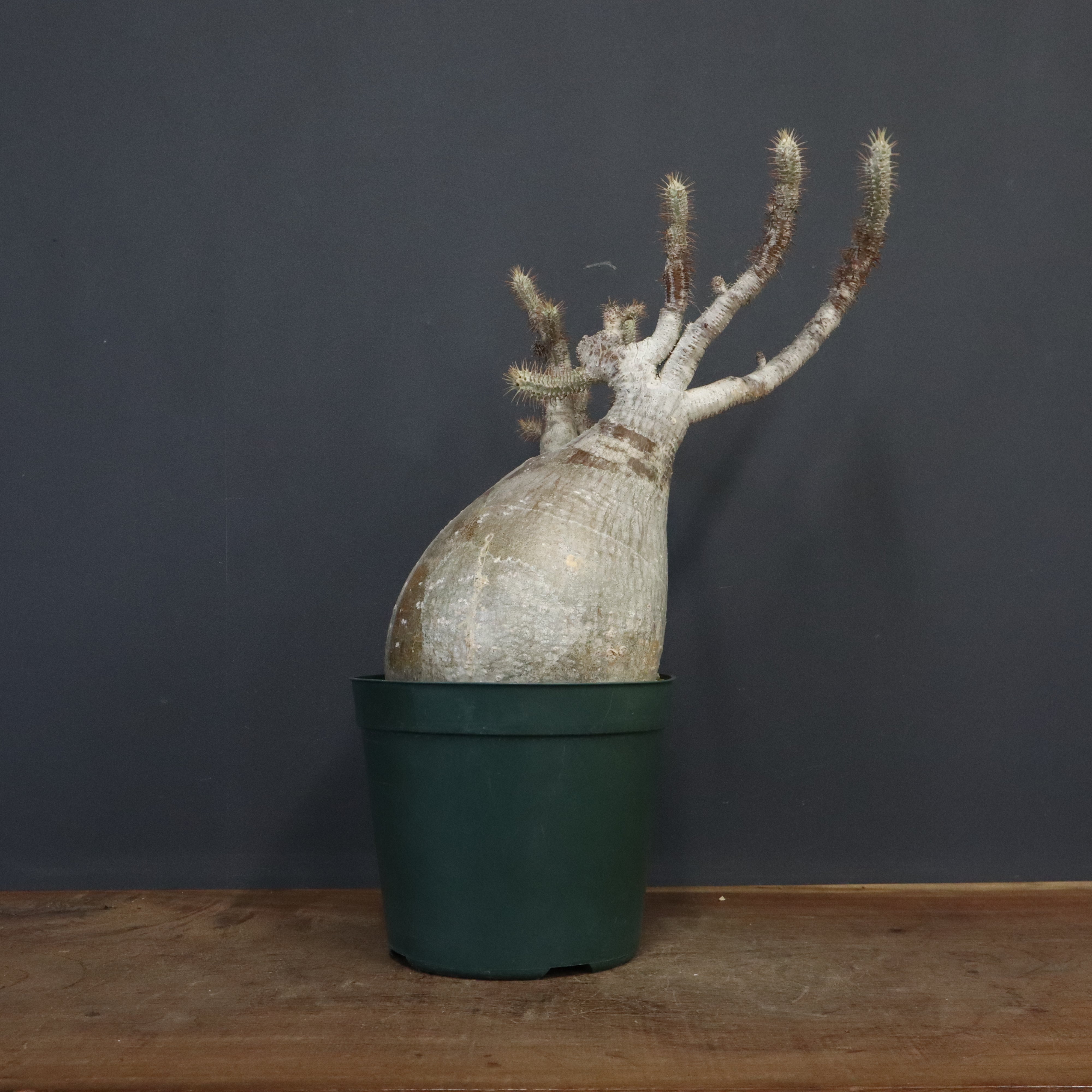 パキポディウム・グラキリス – 3ページ目 – TaiShoDo ONLINE SHOP