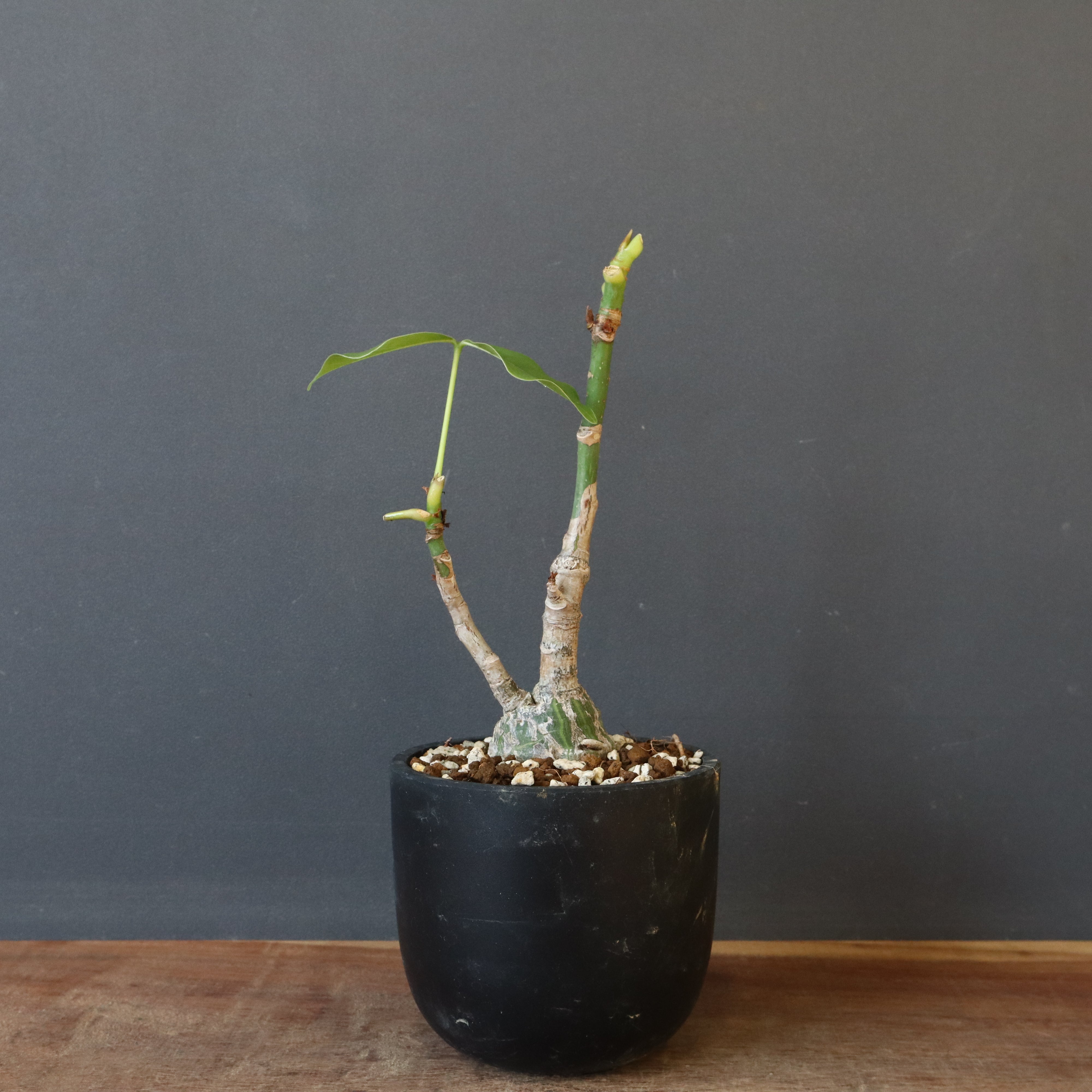 プセウド ボンバックス （実生）EC1207 – TaiShoDo ONLINE SHOP