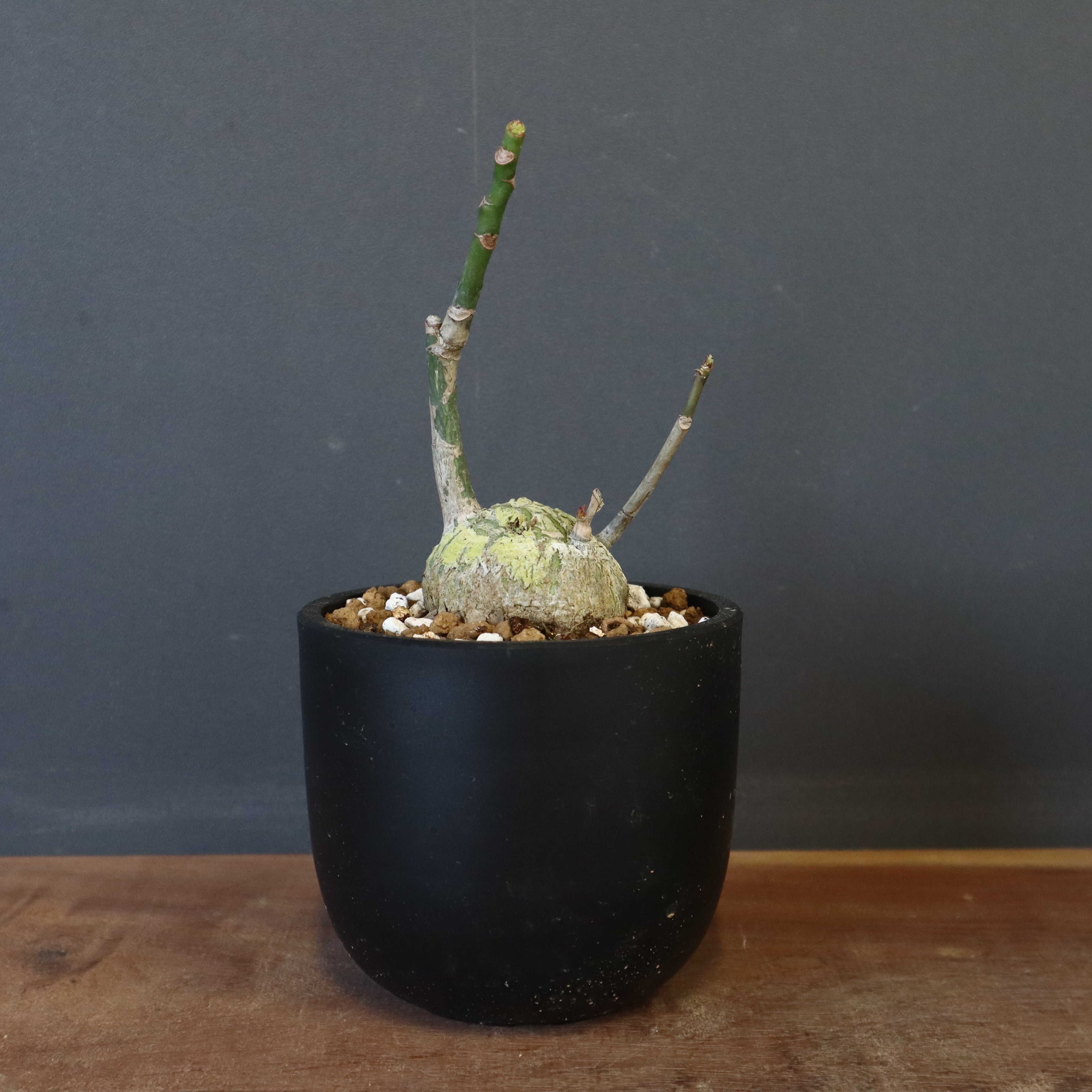 ボンバックス　実生B ボンバックス 実生 Table-M | 観葉植物の通販 AND PLANTS