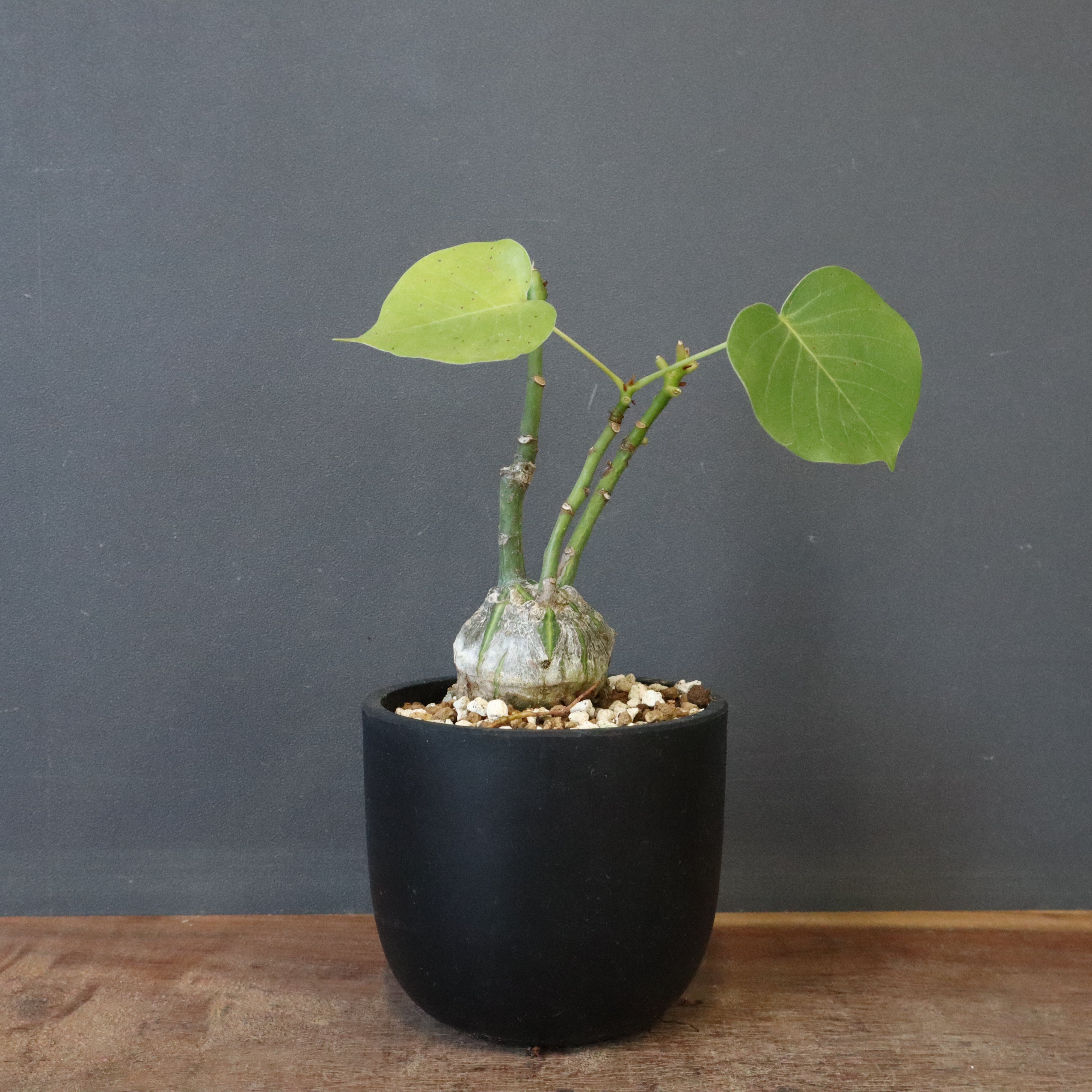 プセウド ボンバックス （実生）EC1203 – TaiShoDo ONLINE SHOP