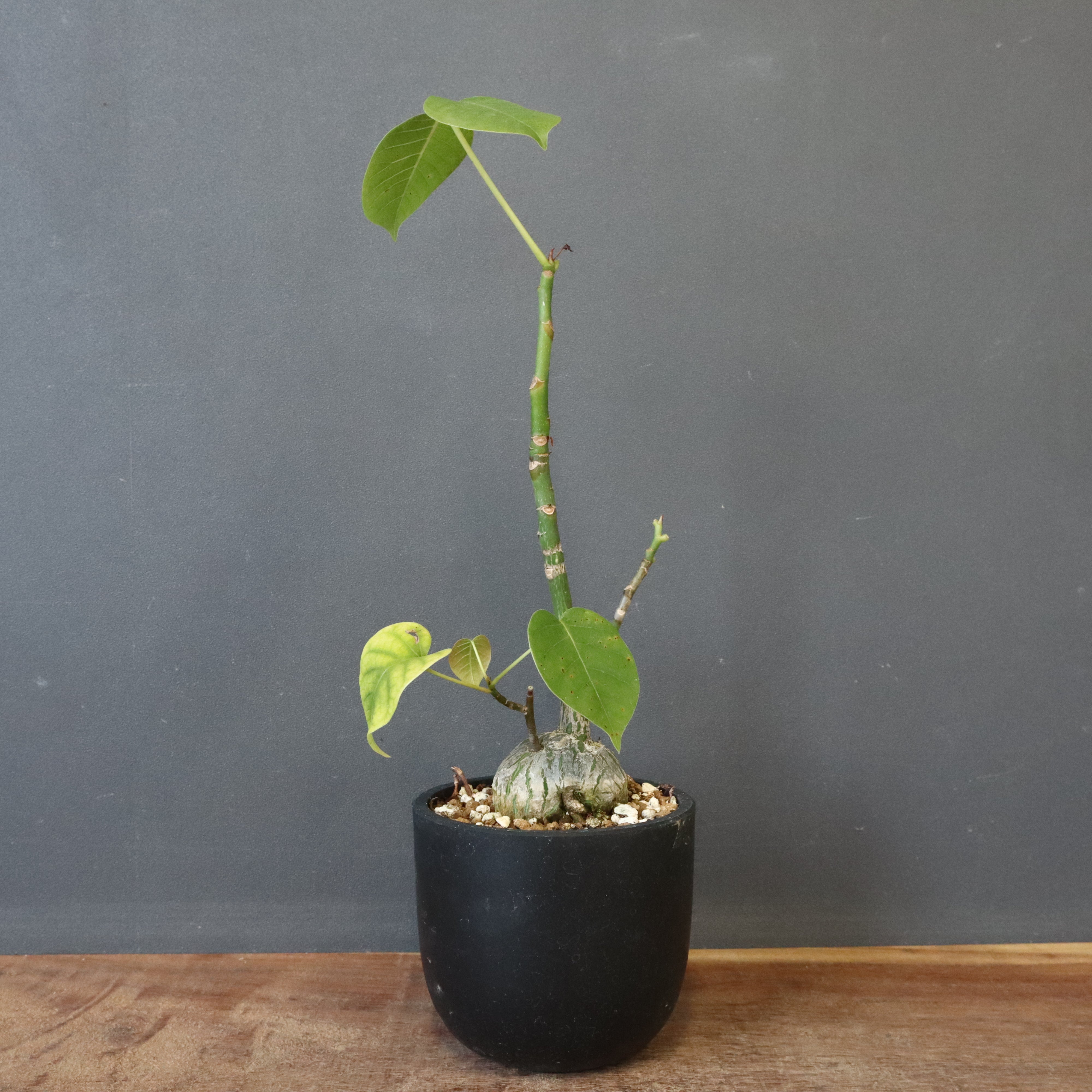 プセウド ボンバックス （実生）EC1204 – TaiShoDo ONLINE SHOP