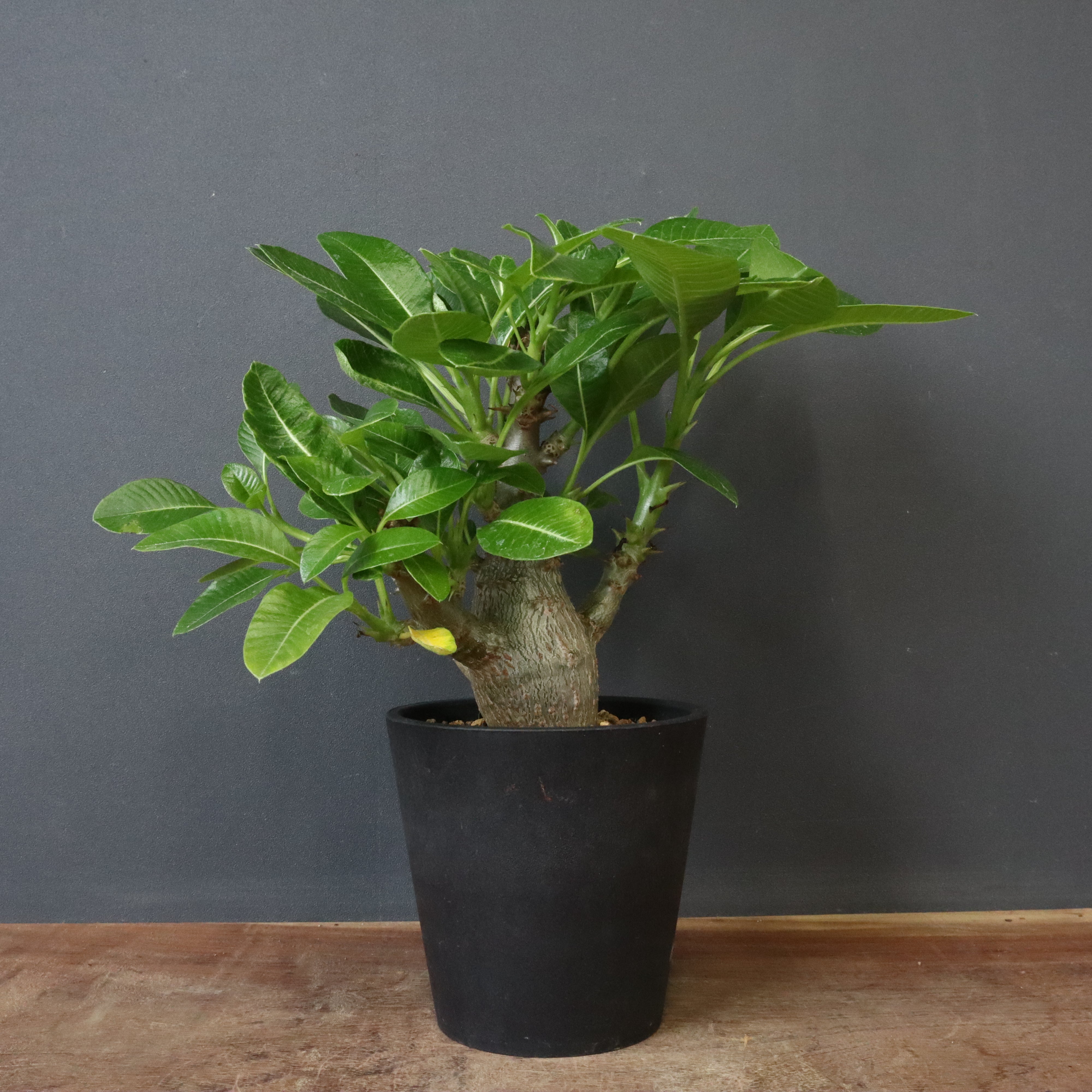 ウィンゾリー実生 P.ウィンゾリー (実生) 78 – TaiShoDo ONLINE SHOP