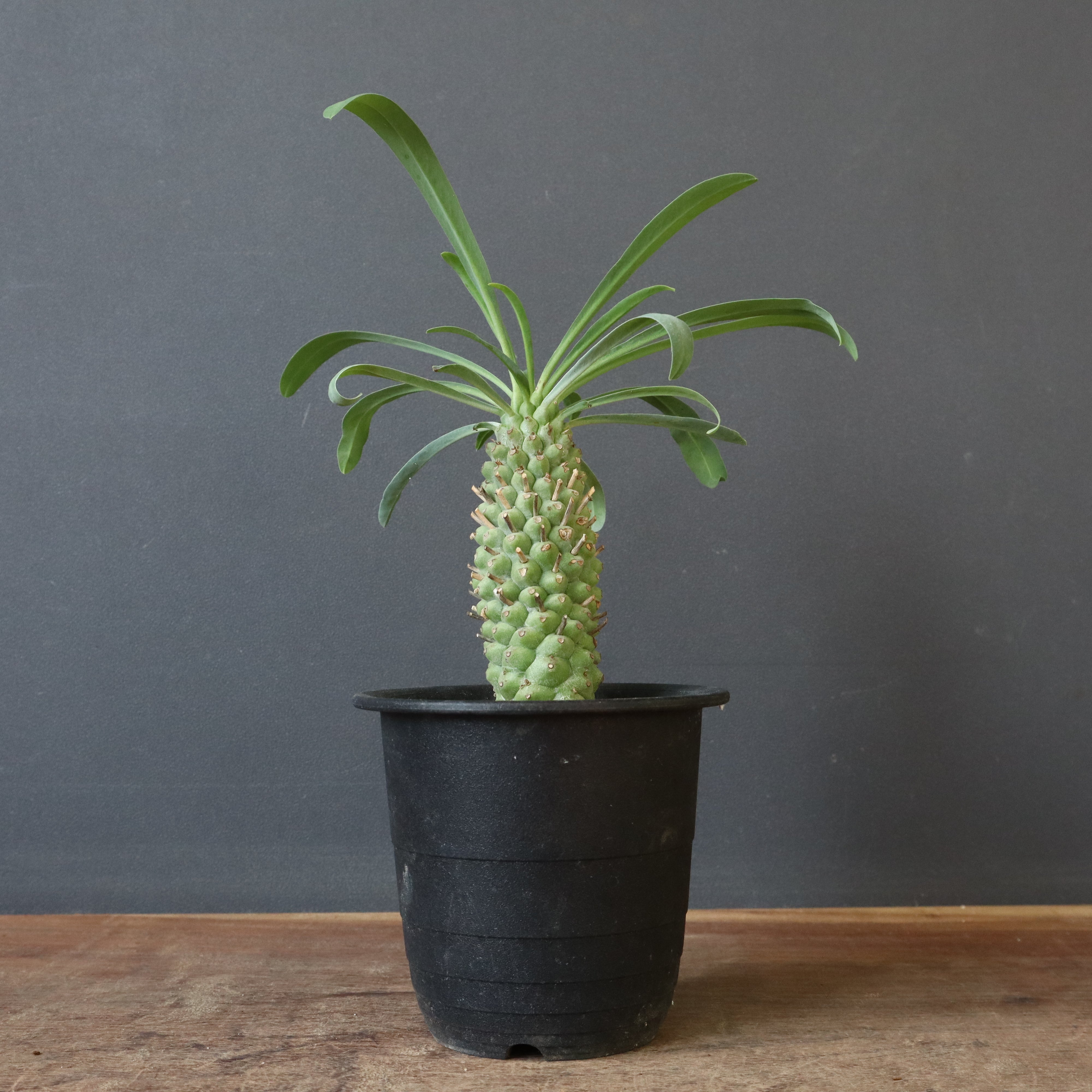 SALE対象 – 5ページ目 – TaiShoDo ONLINE SHOP