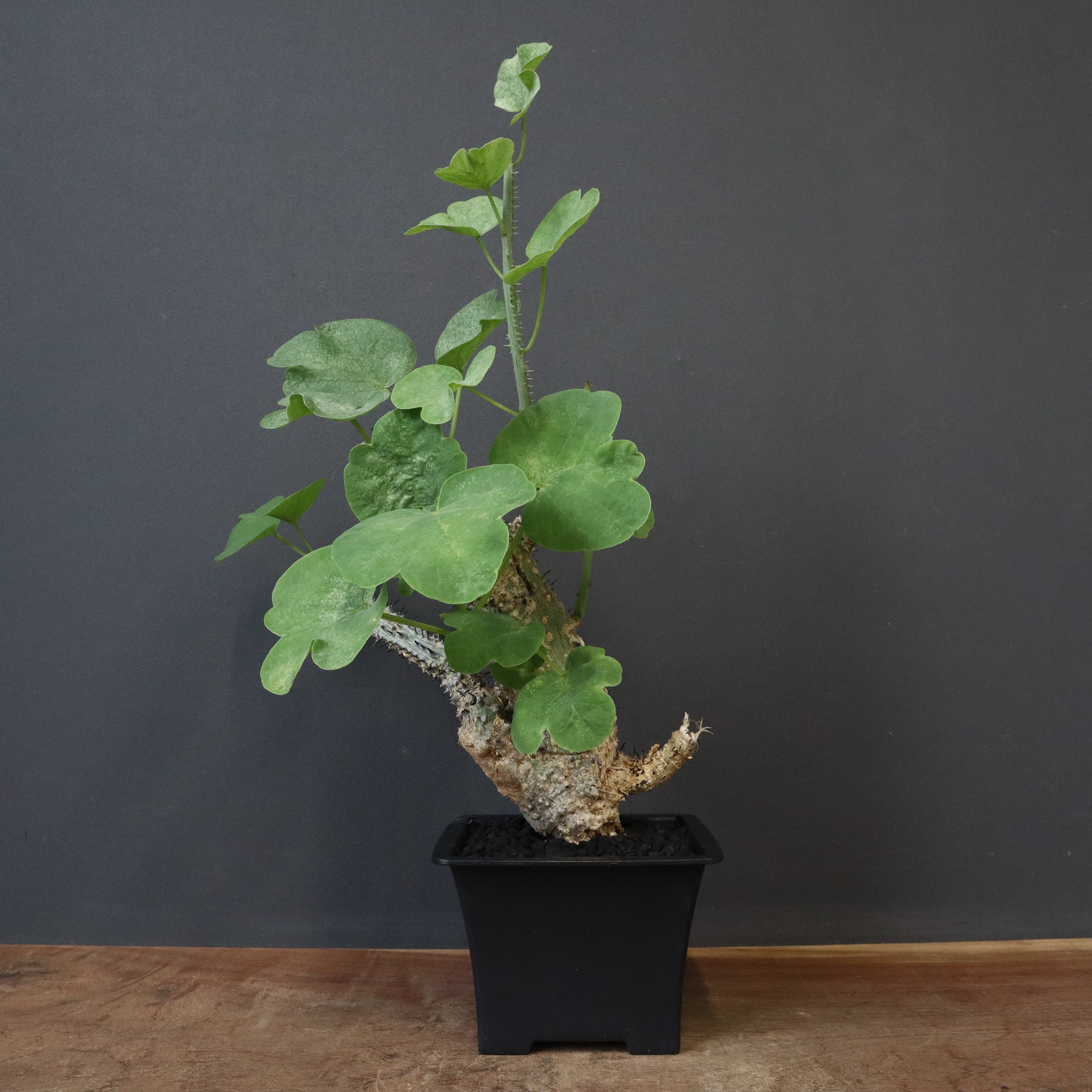 得価，定番人気 コ7669 「現地」アデニア アクレアータ 抜き苗【未発根