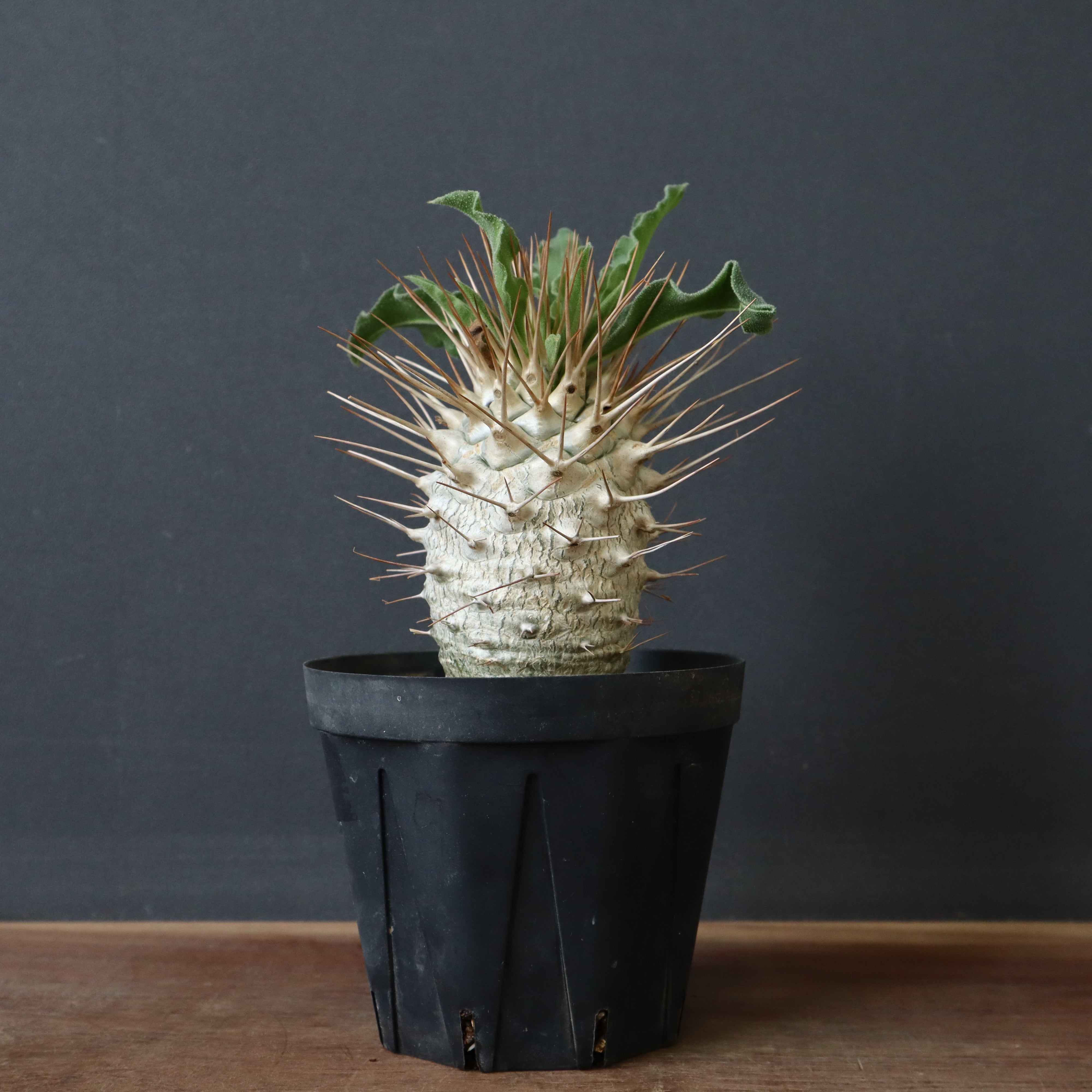 パキポディウム　ナマクアナム　光堂　実生株14 Pachypodium namaquanum【パキポディウム・ナマクアナム・光堂