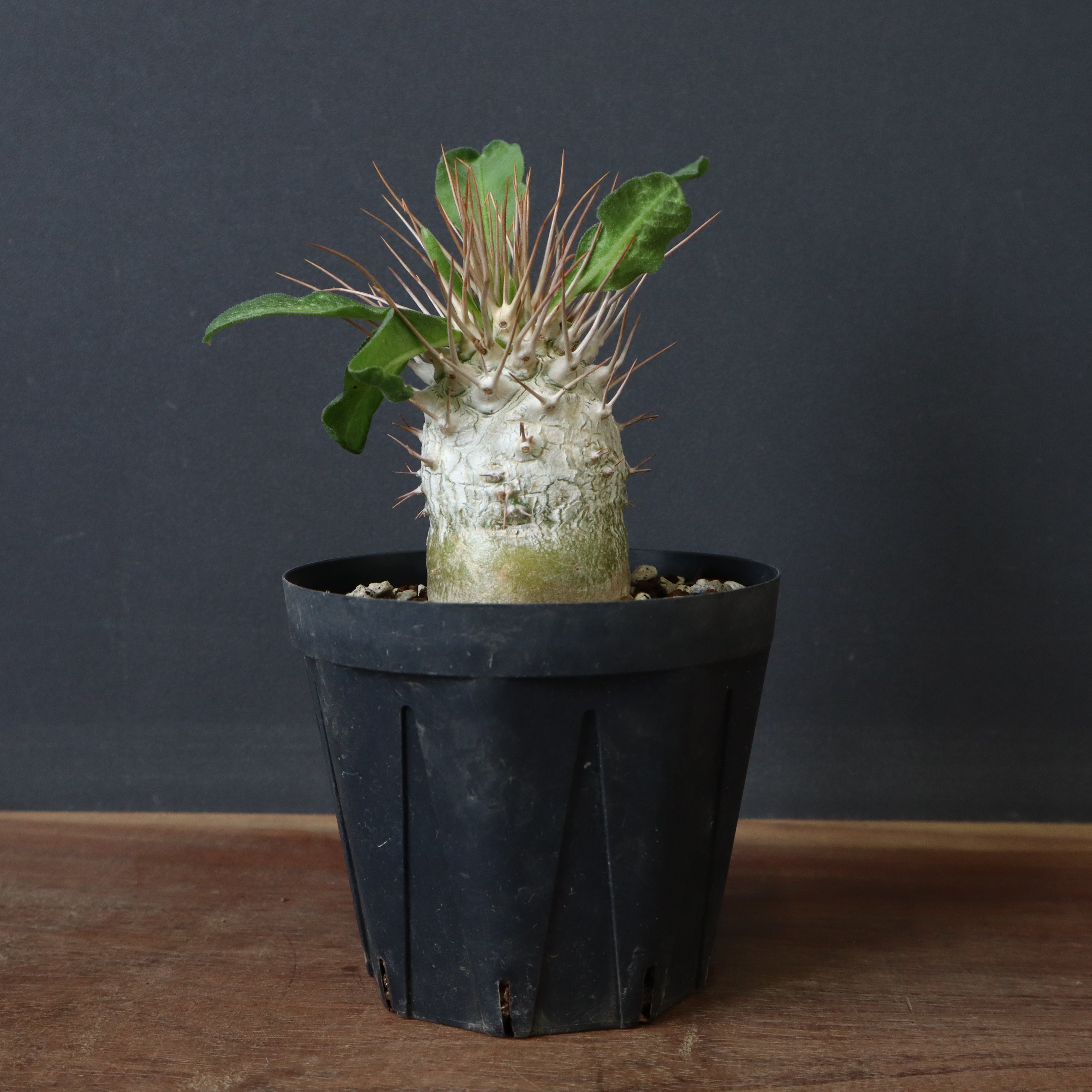 P.ナマクアナム 光堂（実生）6 – TaiShoDo ONLINE SHOP