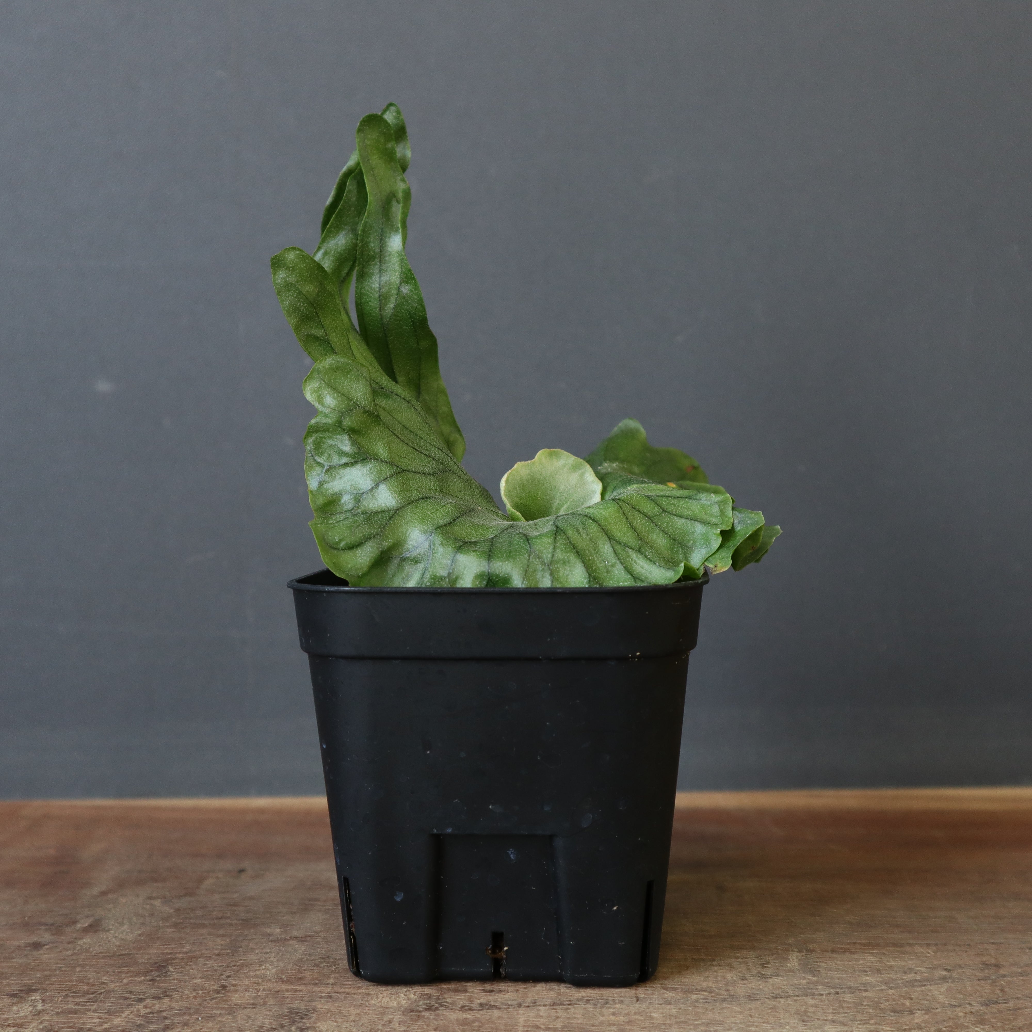 ビカクシダ – TaiShoDo ONLINE SHOP