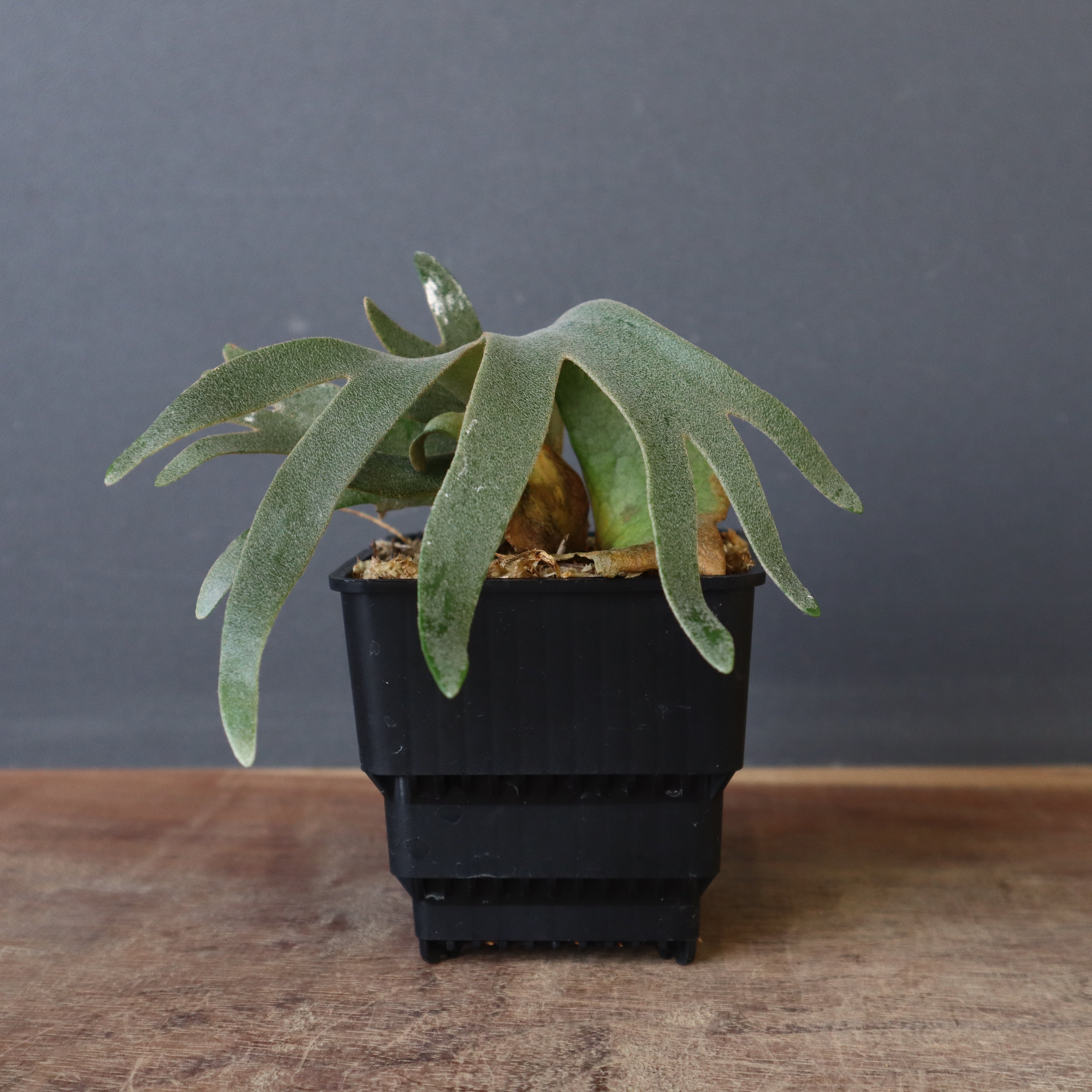 ビカクシダ – TaiShoDo ONLINE SHOP