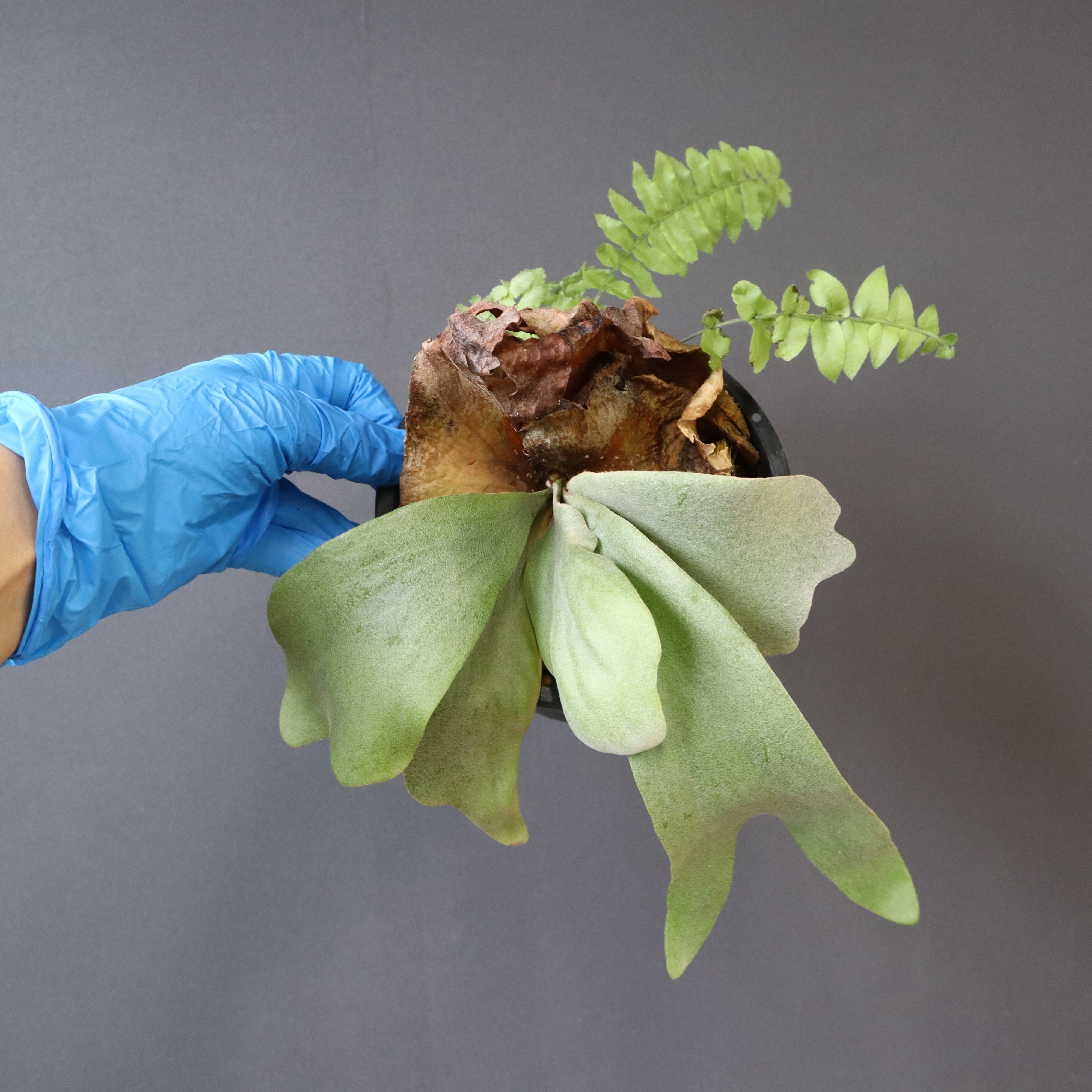 P.ウィリンキー EC894 – TaiShoDo ONLINE SHOP