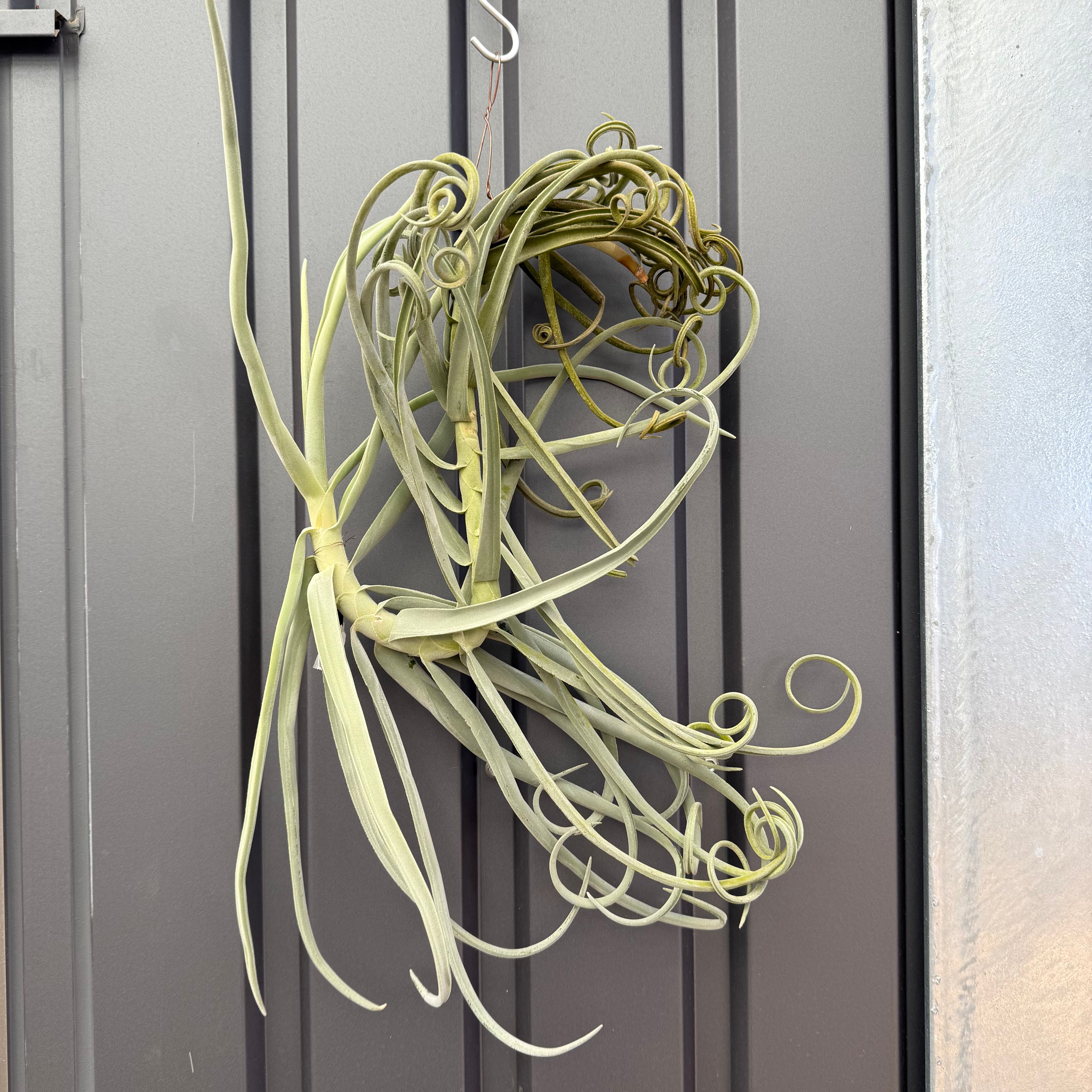 チランジア ドゥラティ 大株 Tillandsia duratii