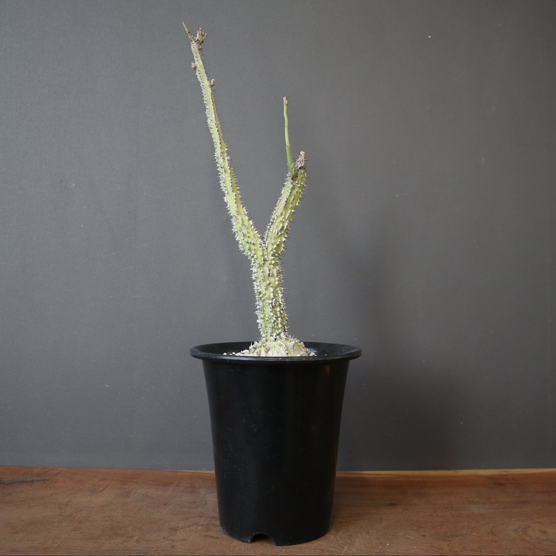 A.アクレアータ (実生) EC1434 – TaiShoDo ONLINE SHOP