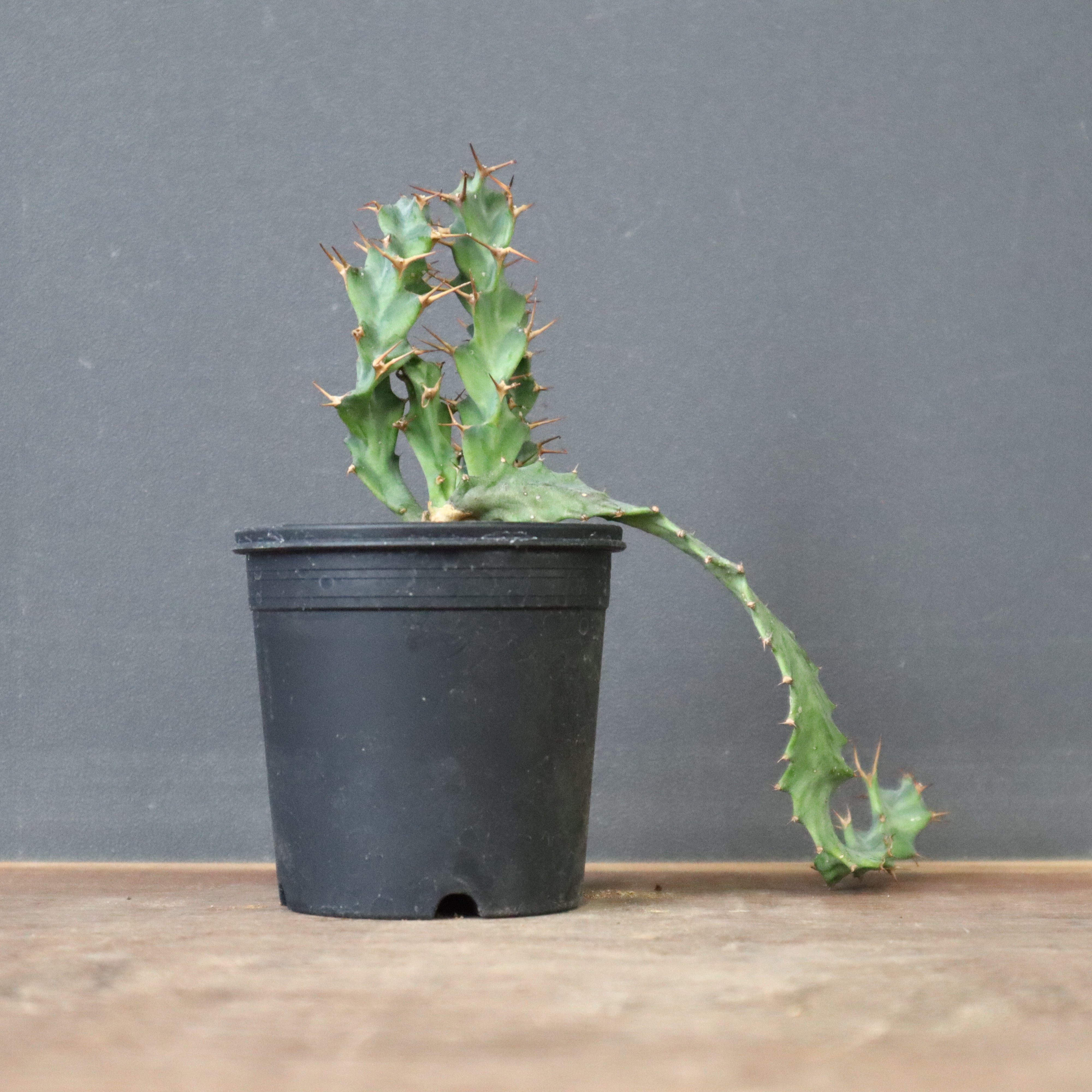 ユーフォルビア　スクアローサ　実生　E25 楽天市場】ユーフォルビア・スクアローサ 奇怪ヶ島 9cm鉢 カクタス長田