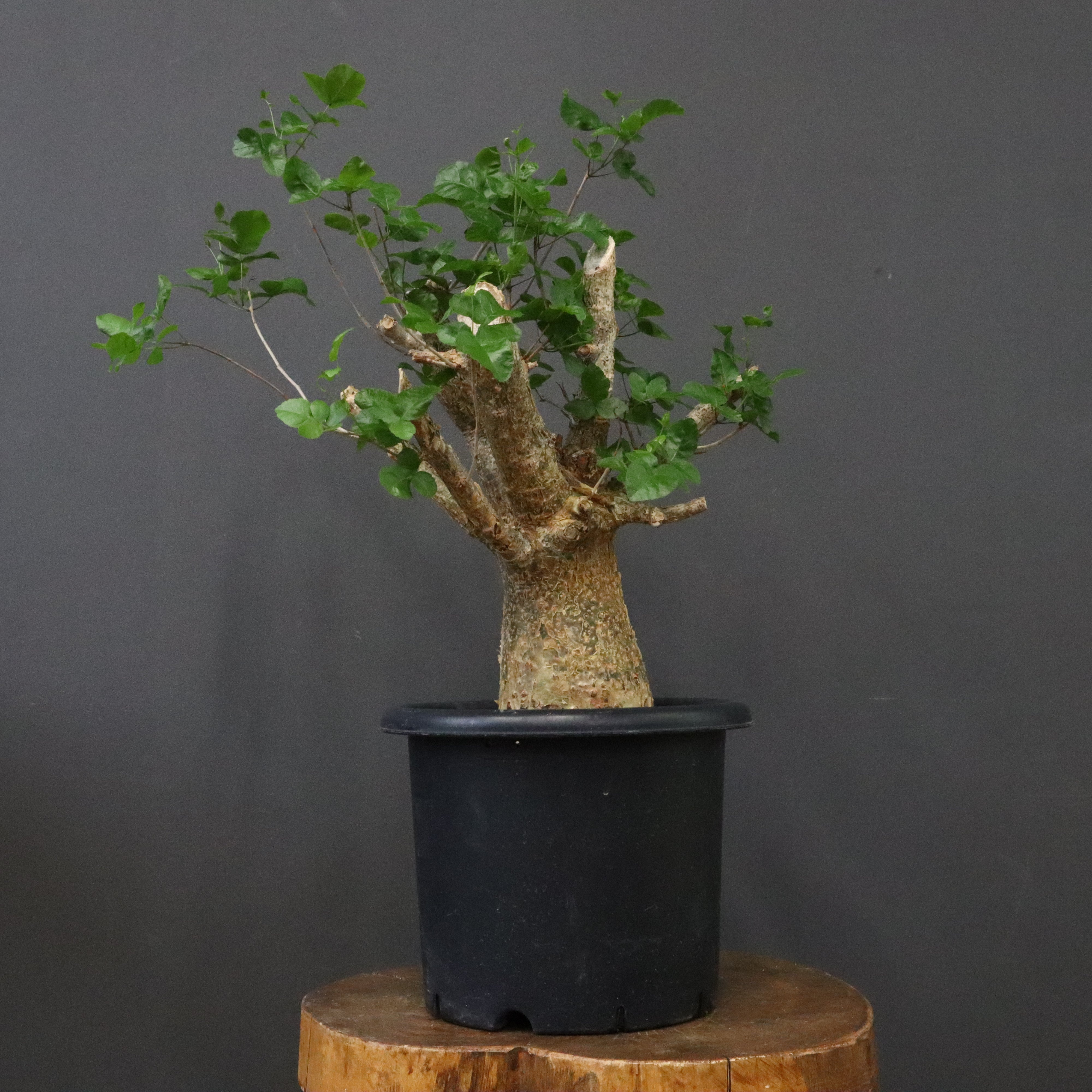 コミフォラ　フンベルティ　盆栽　白肌 コミフォラ フンベルティ 盆栽 白肌