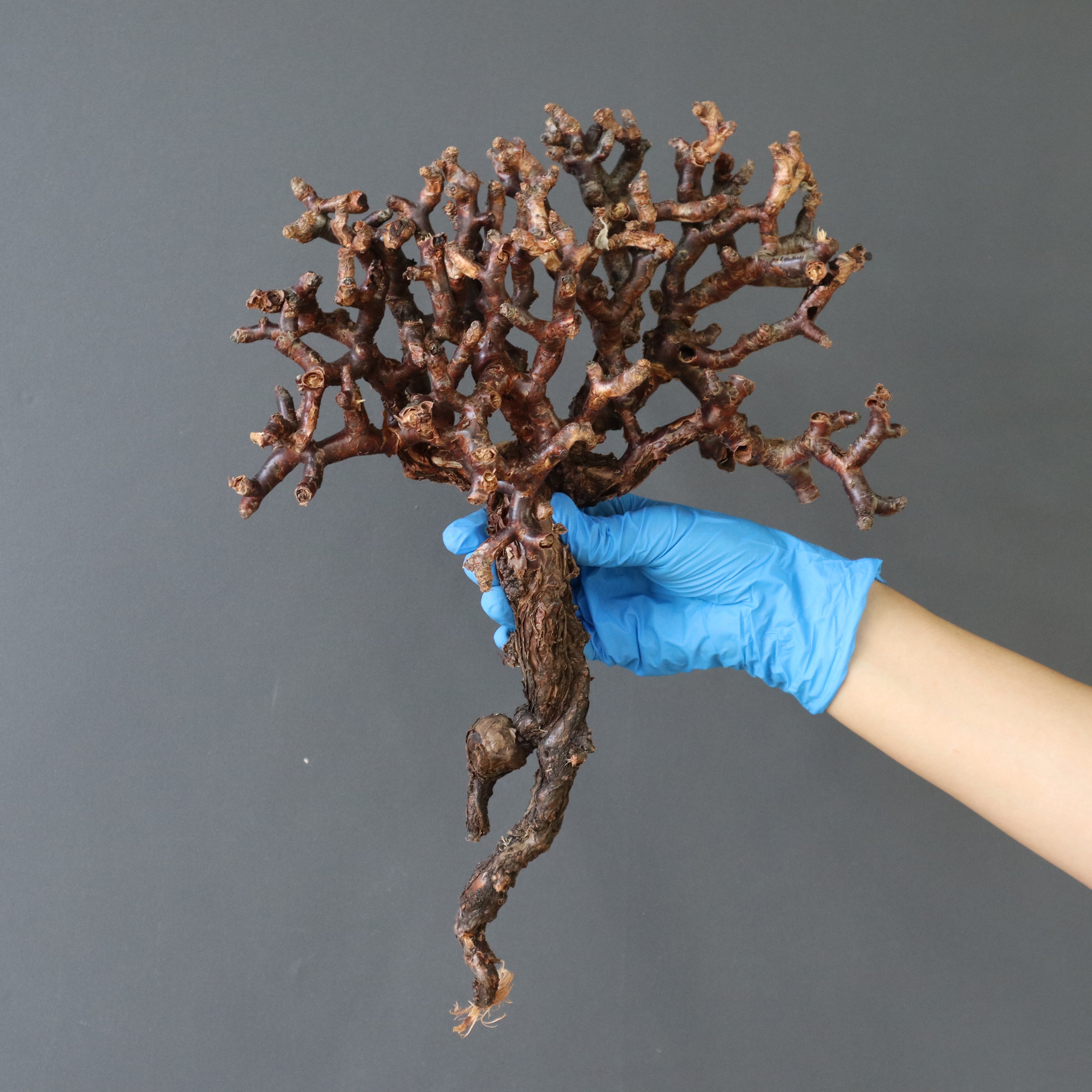 ベアルート】P.ミラビレ EC920 – TaiShoDo ONLINE SHOP