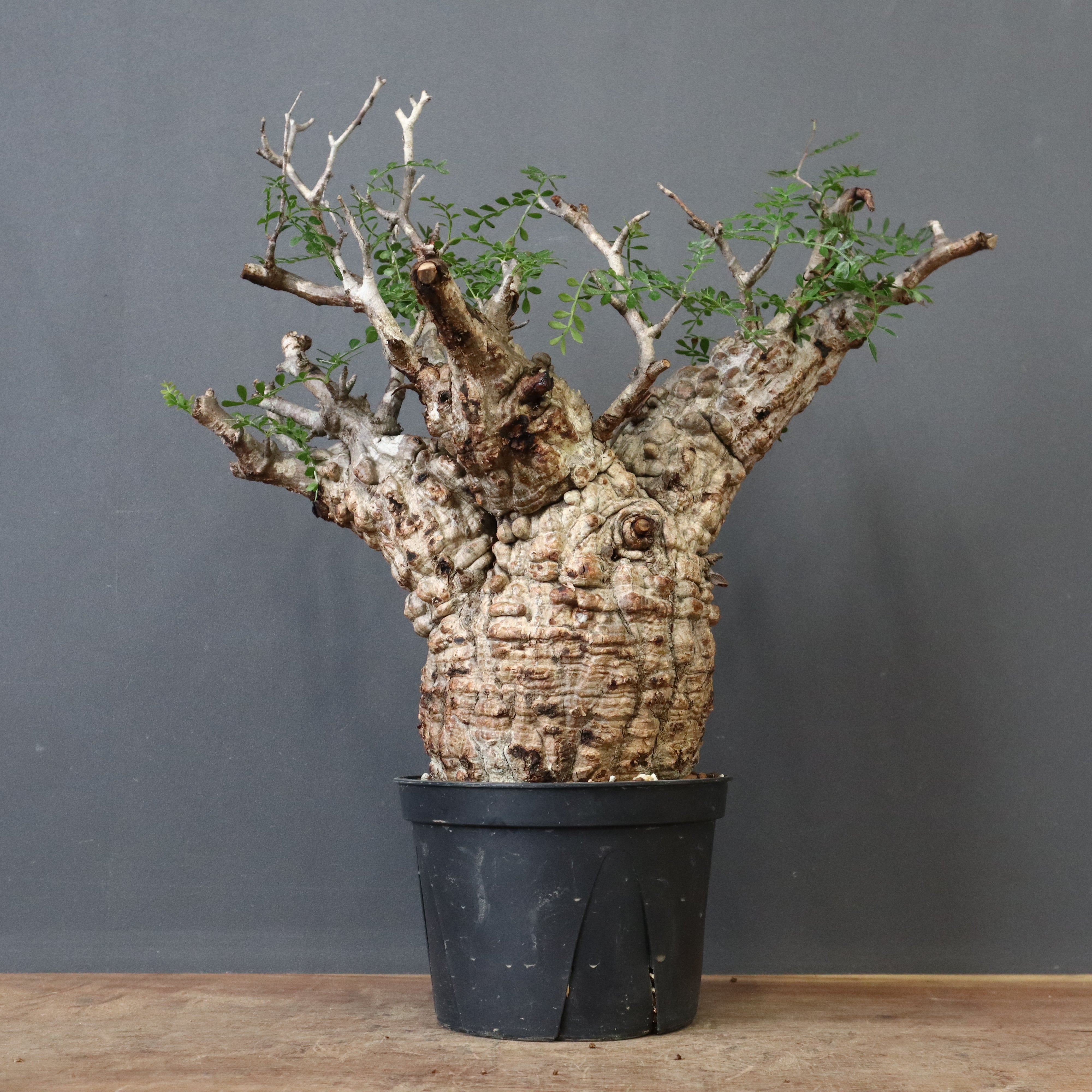 オペルクリカリア・パキプス – 2ページ目 – TaiShoDo ONLINE SHOP