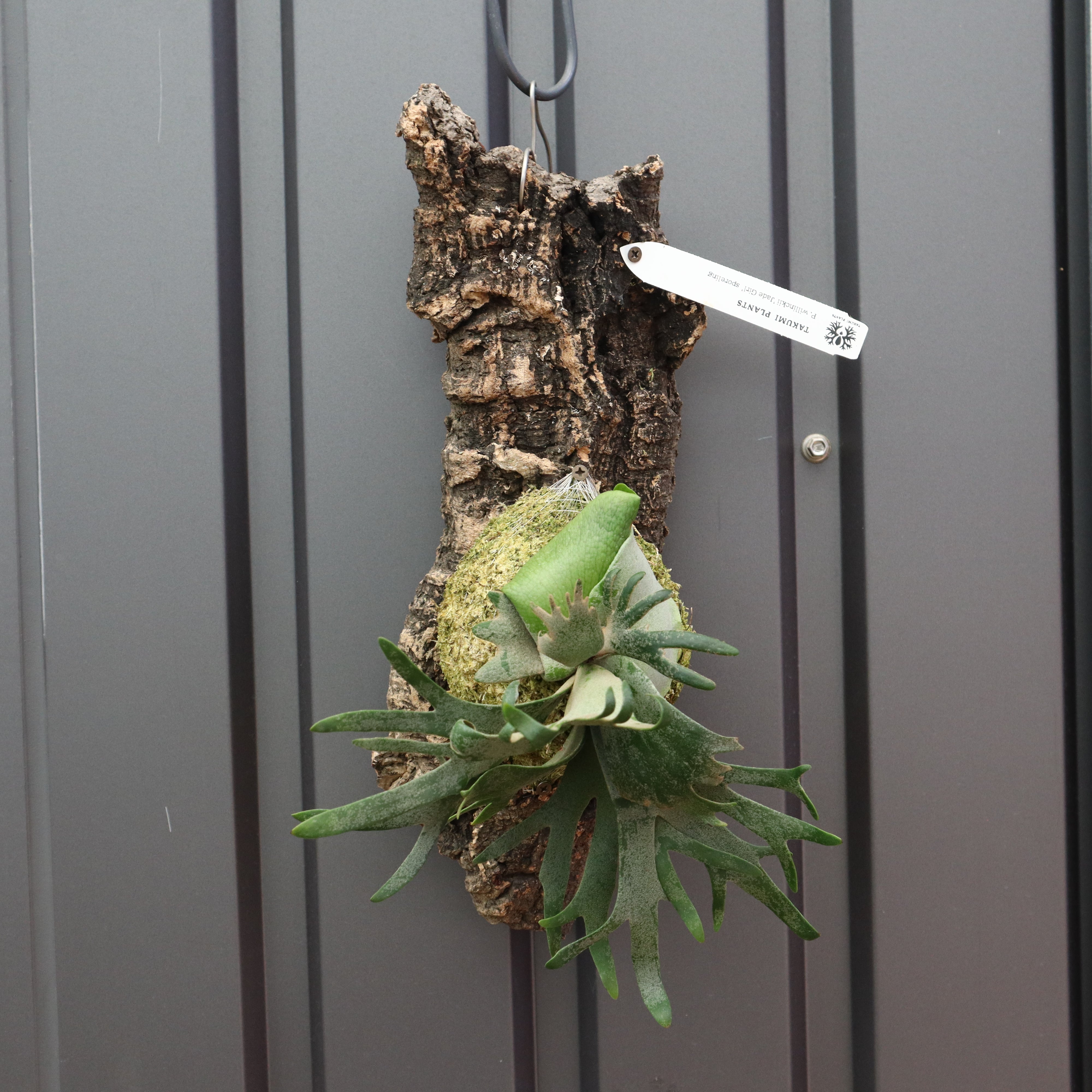 ビカクシダ　ウィリンキー　ジェイドガール　コルク付け3 P.ウィリンキー ジェイドガール コルク 3 – TaiShoDo ONLINE SHOP