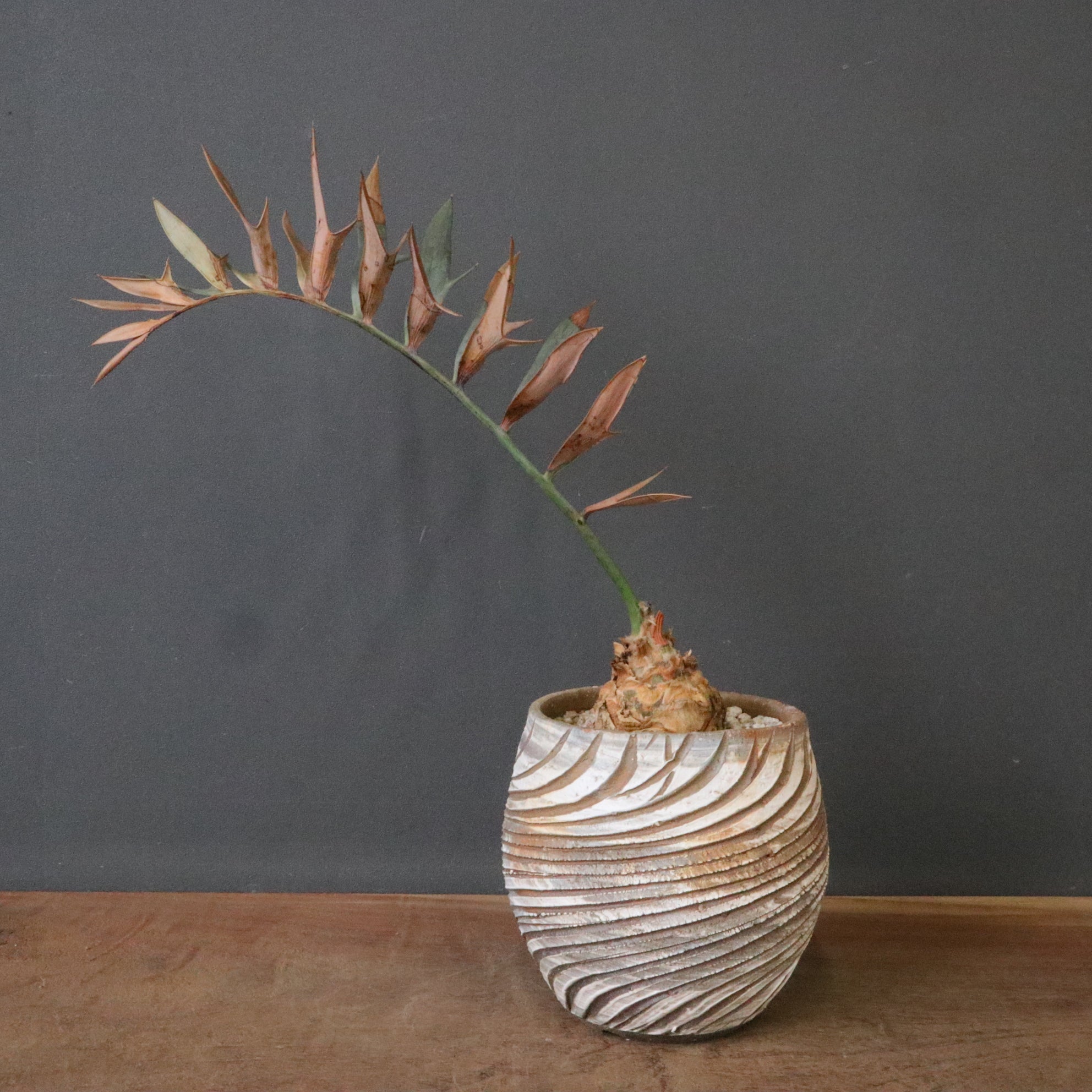 ソテツ – TaiShoDo ONLINE SHOP