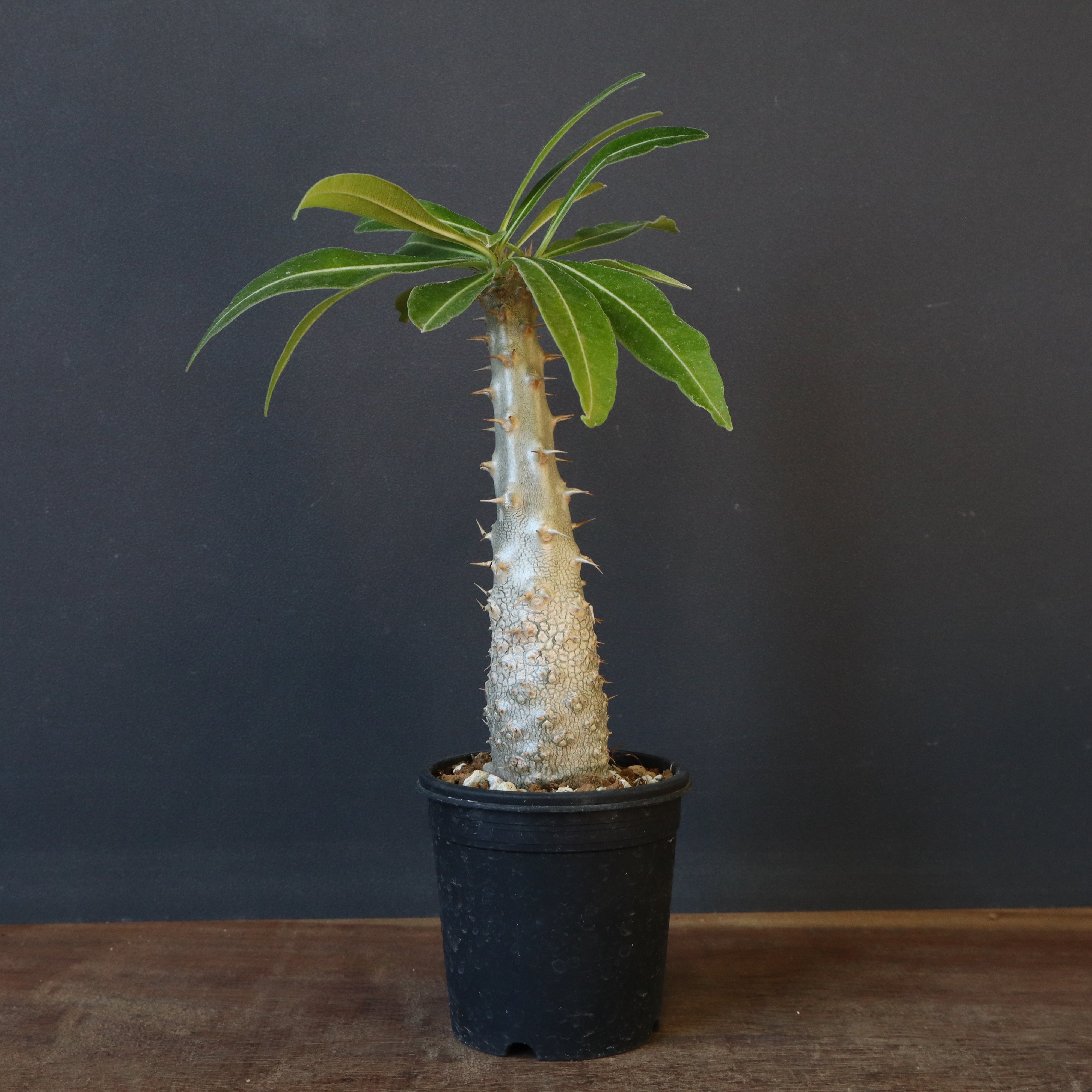 P.グラキリス（実生）243 – TaiShoDo ONLINE SHOP