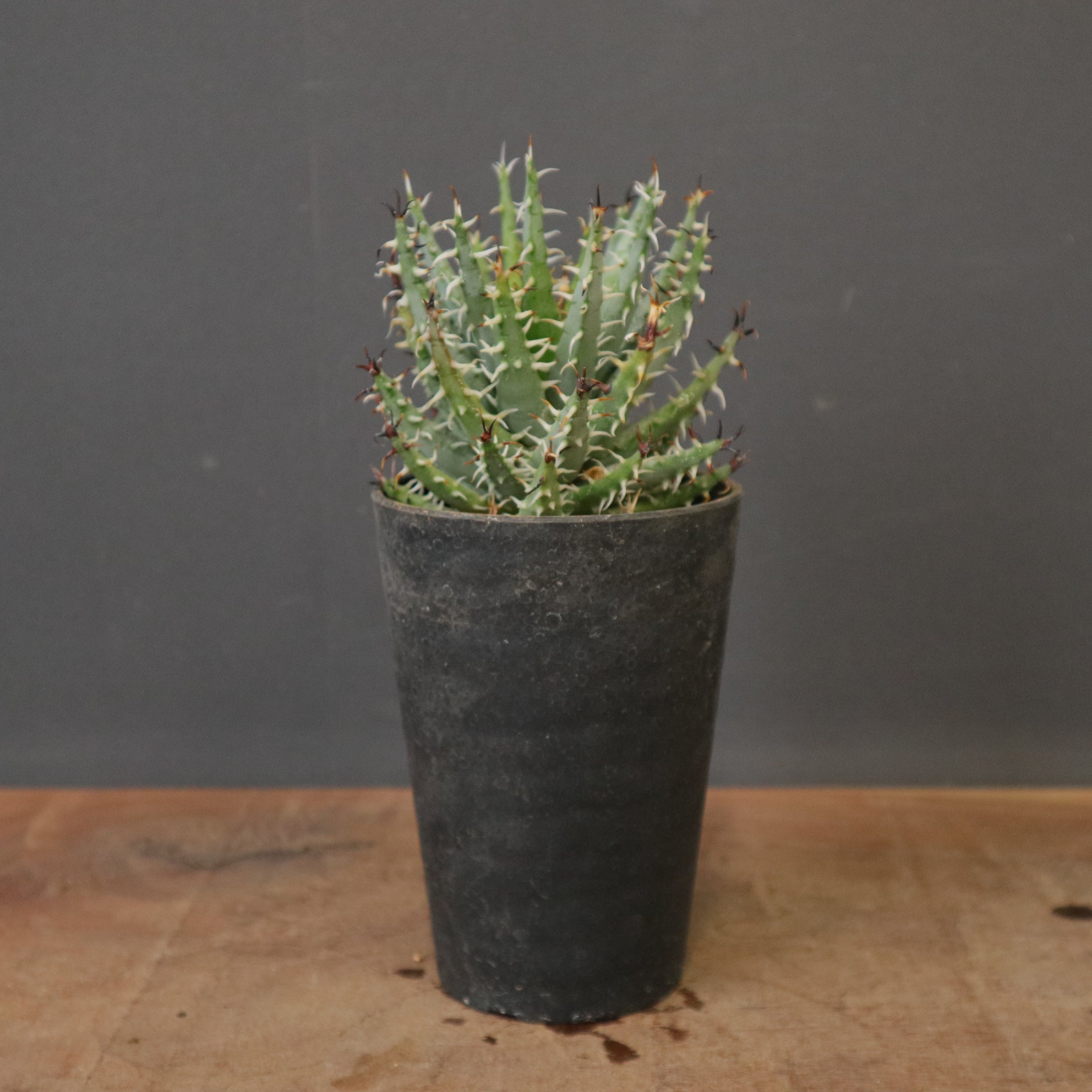 アロエ　エリナケア　大株 アロエ エリナケア EC2167 – TaiShoDo ONLINE SHOP