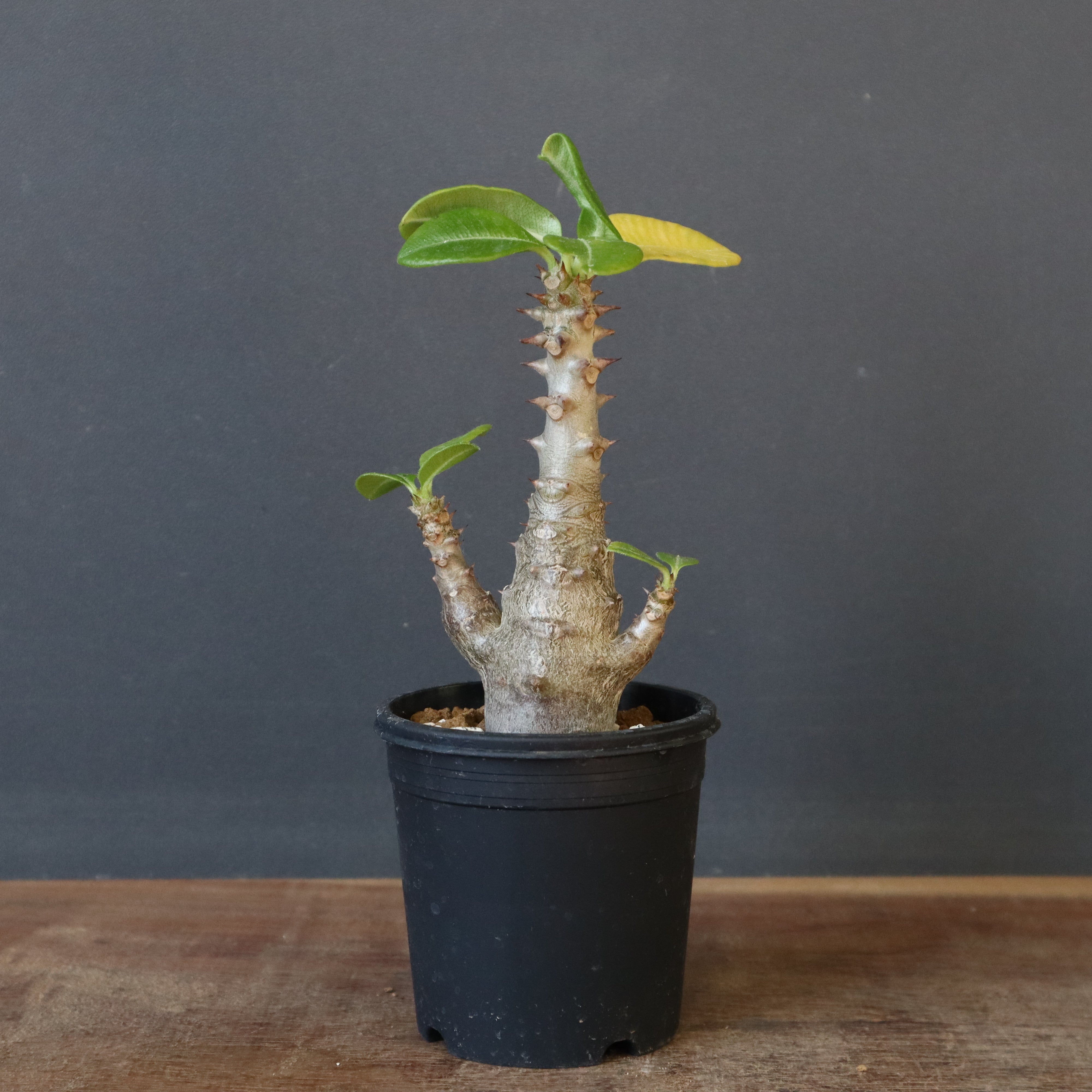 P.ウィンゾリー（実生）148 – TaiShoDo ONLINE SHOP