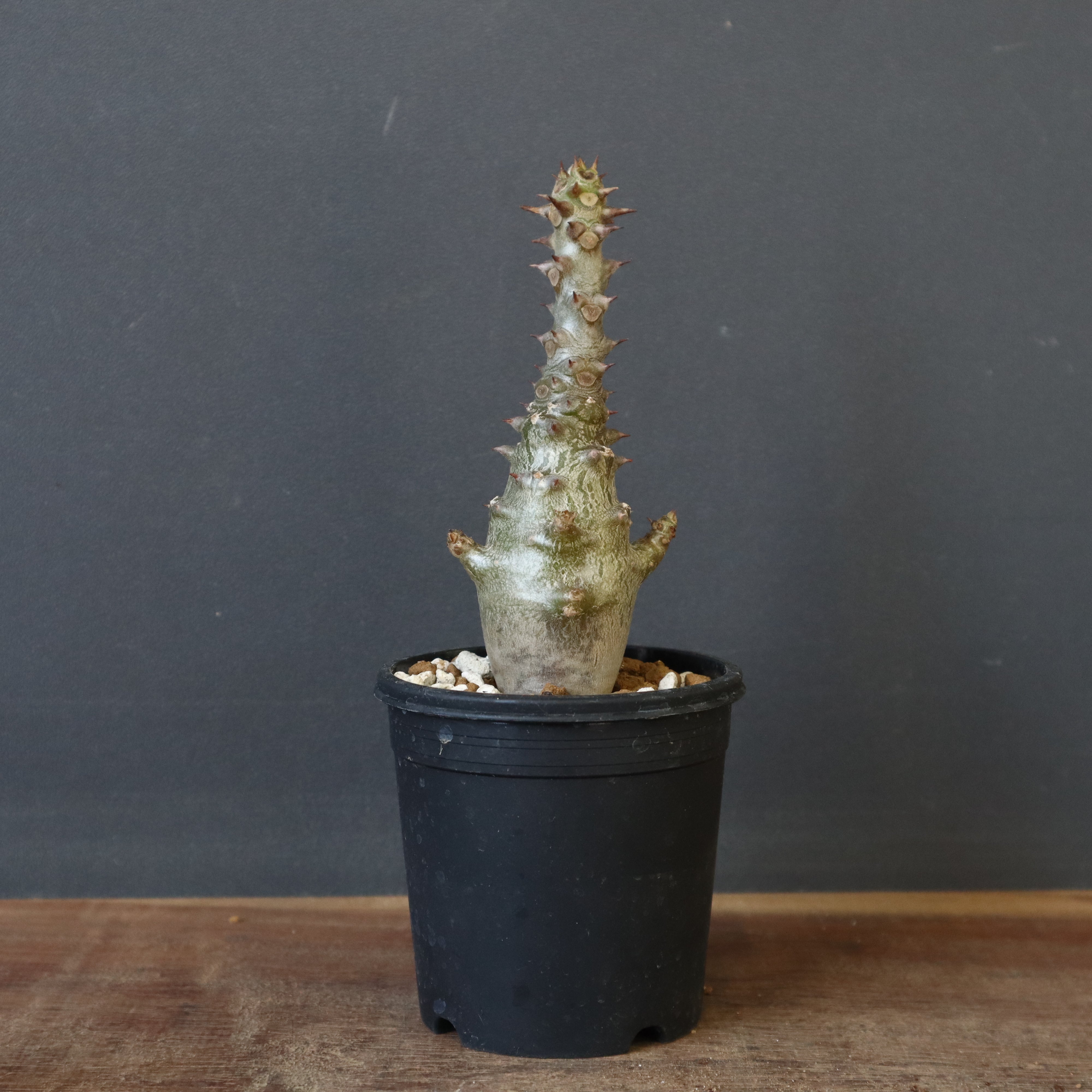 P.ウィンゾリー（実生）265 – TaiShoDo ONLINE SHOP