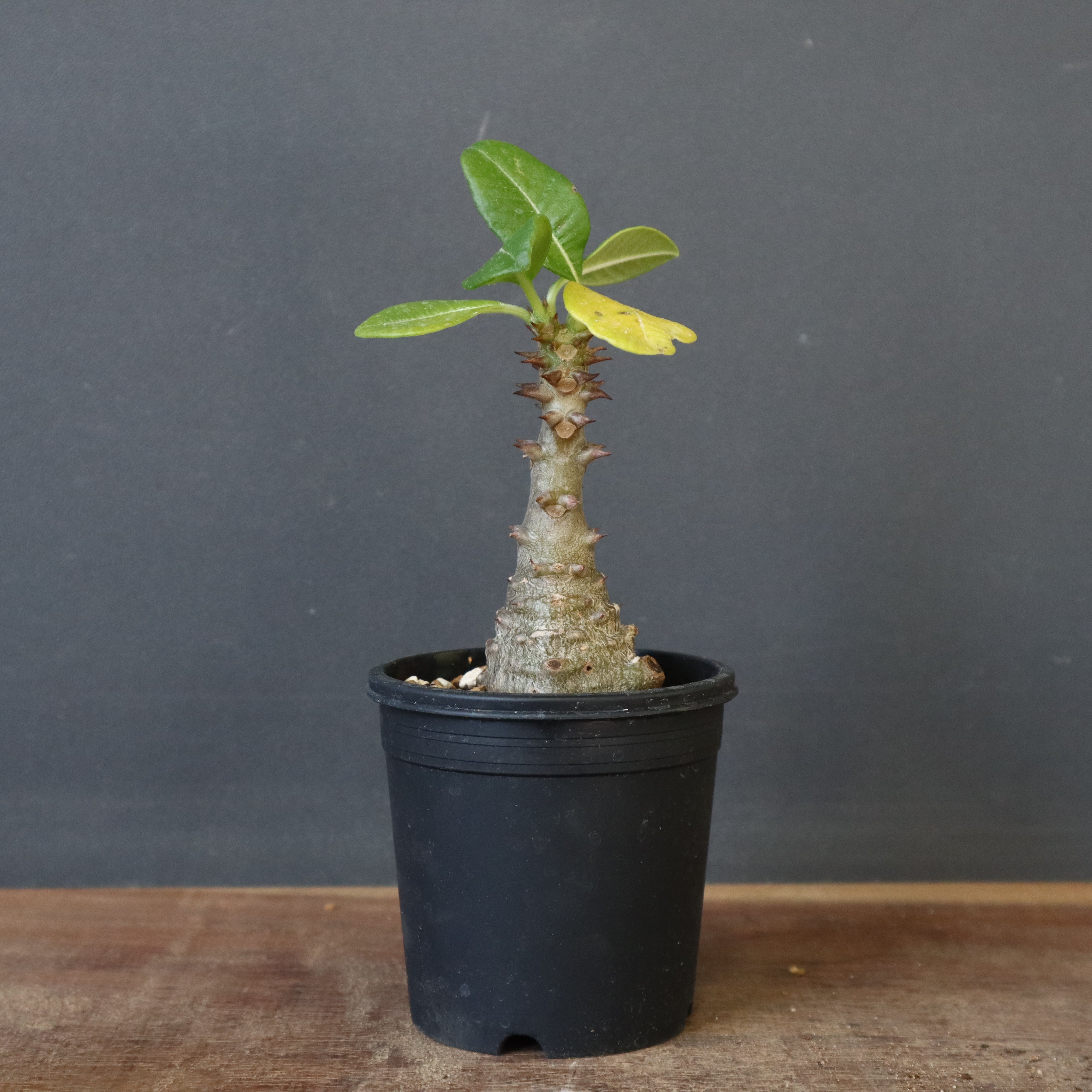 P.ウィンゾリー（実生）331 – TaiShoDo ONLINE SHOP