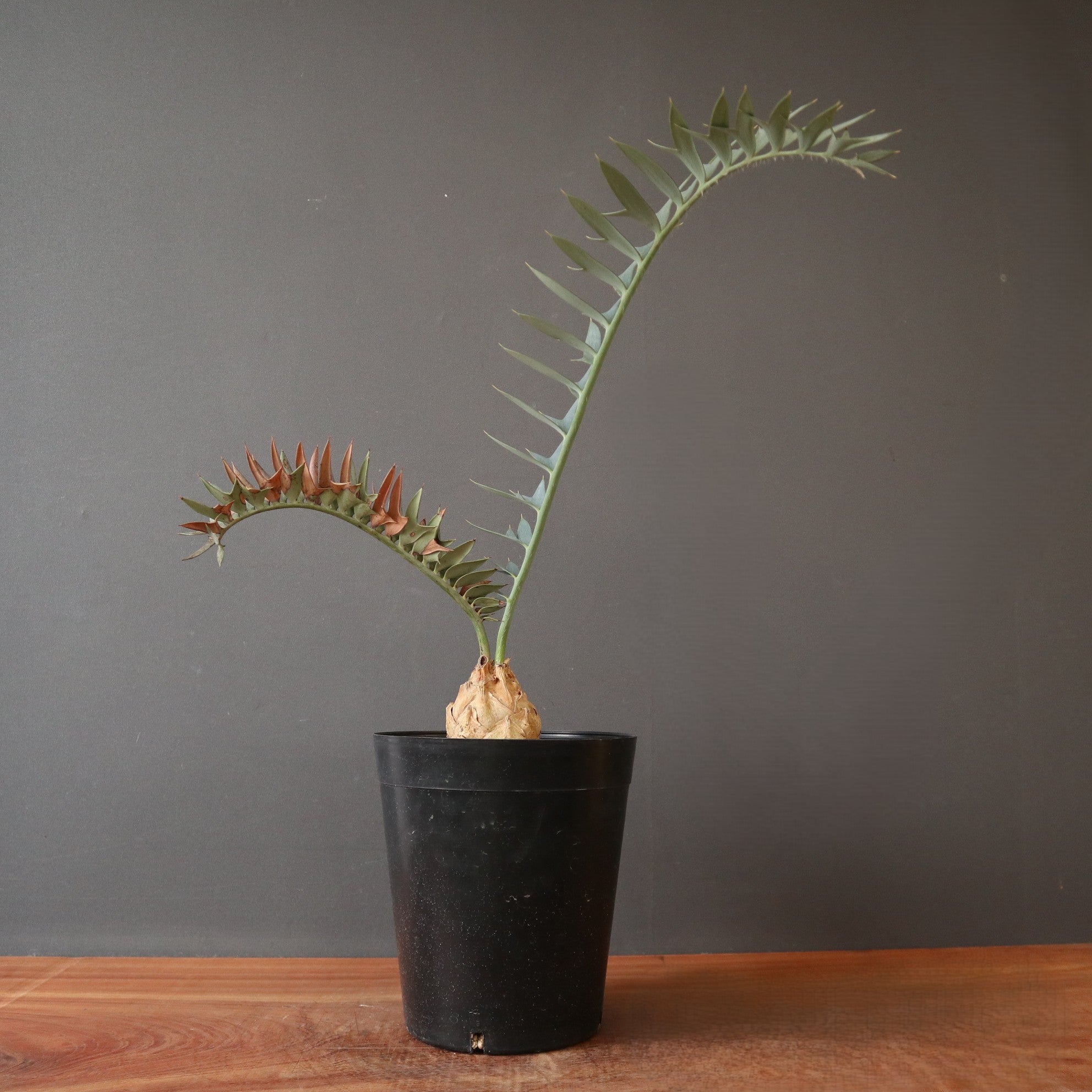 エンセファラルトス ホリダス 63 – TaiShoDo ONLINE SHOP