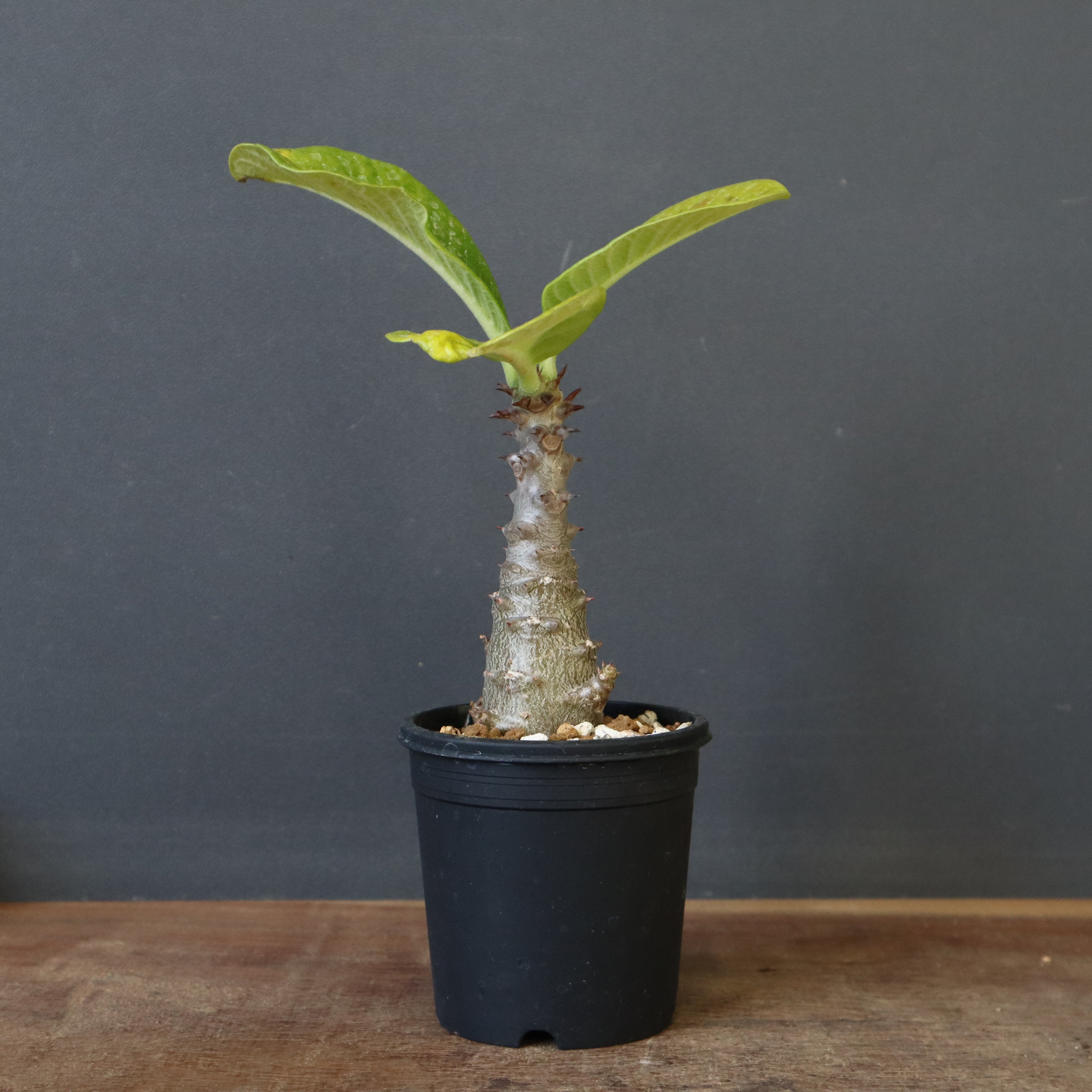 P.ウィンゾリー（実生）196 – TaiShoDo ONLINE SHOP