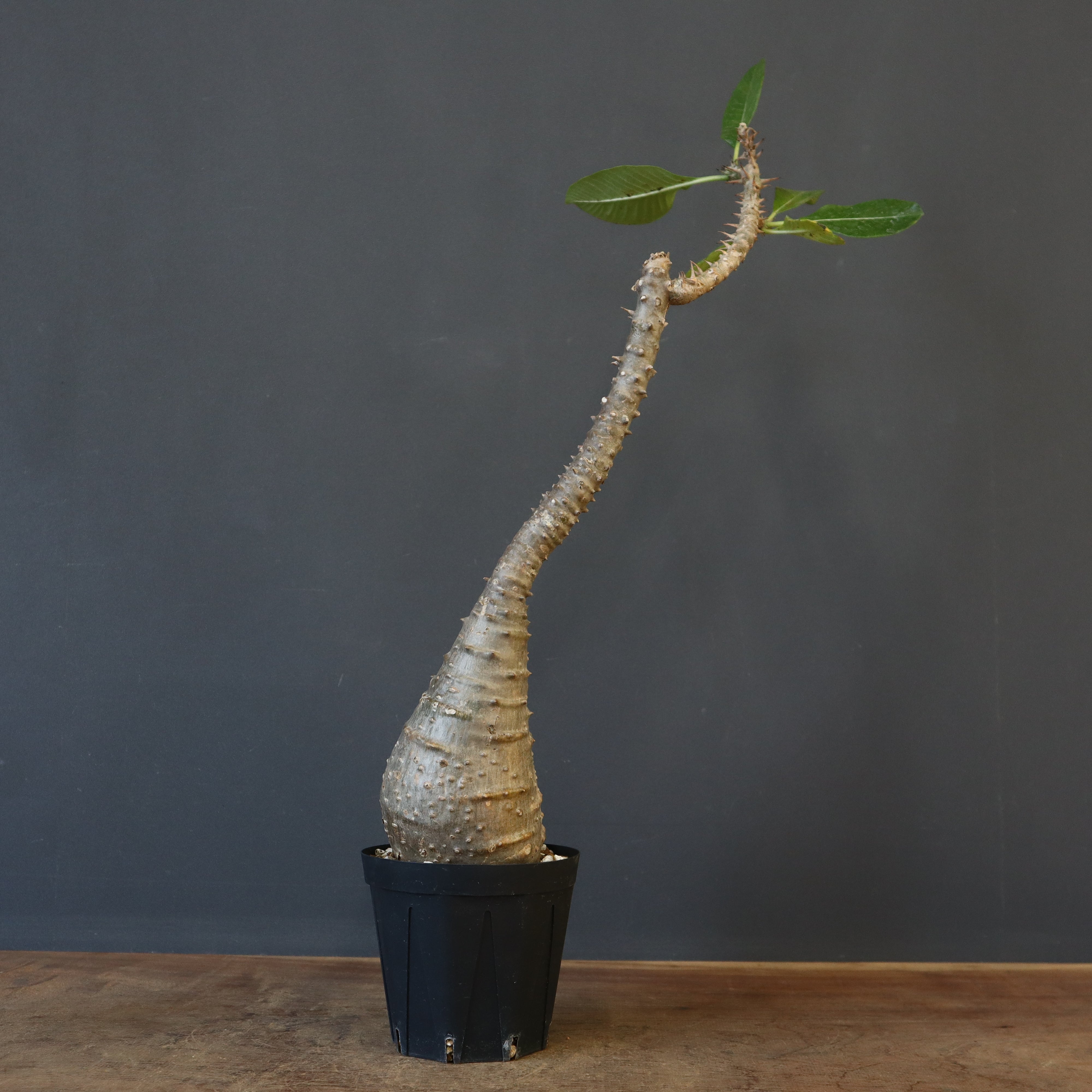 P.ウィンゾリー EC1215 – TaiShoDo ONLINE SHOP