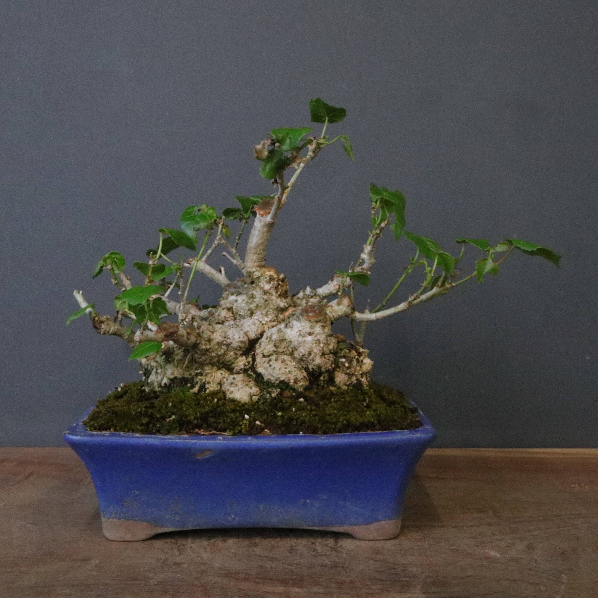 専用　オオハマボウ　小品盆栽　太幹　ハート型の葉 オオハマボウ 手乗りサイズ | plants TORICO